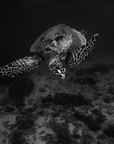 Photo Mount - Mono Mosaic