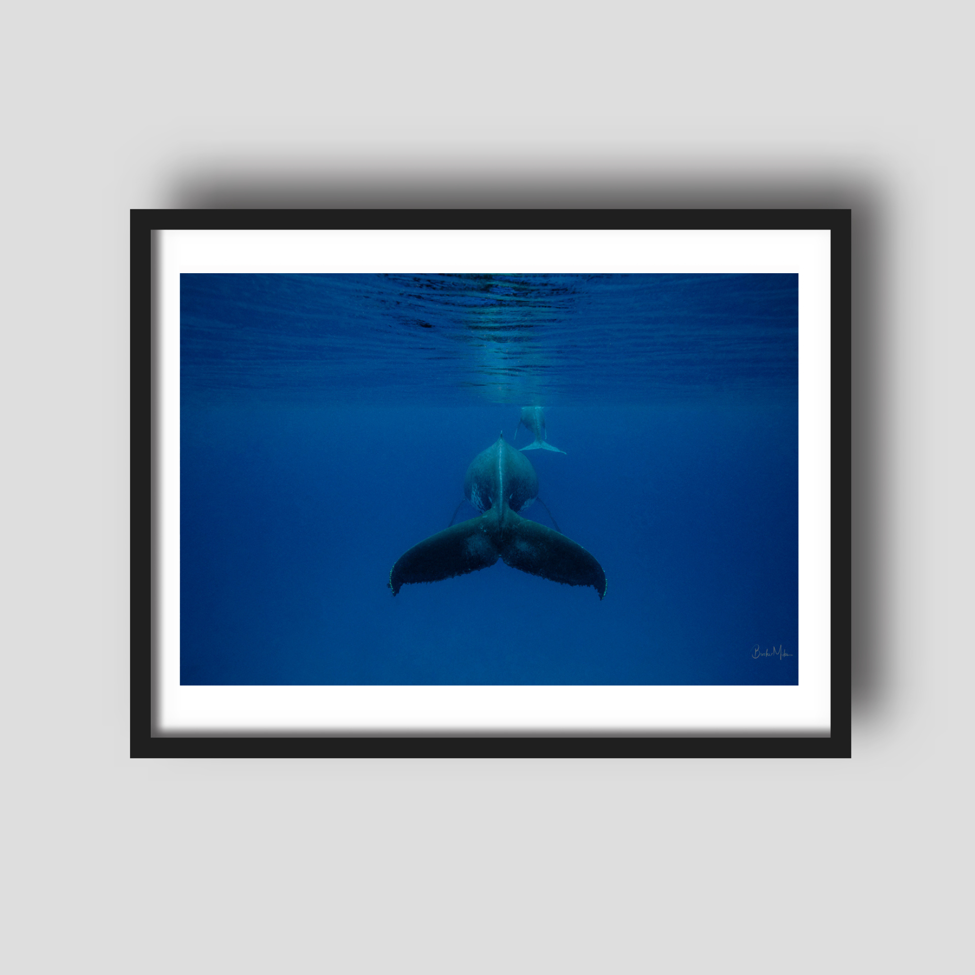 Mum - Humpback Whale and Calf Print