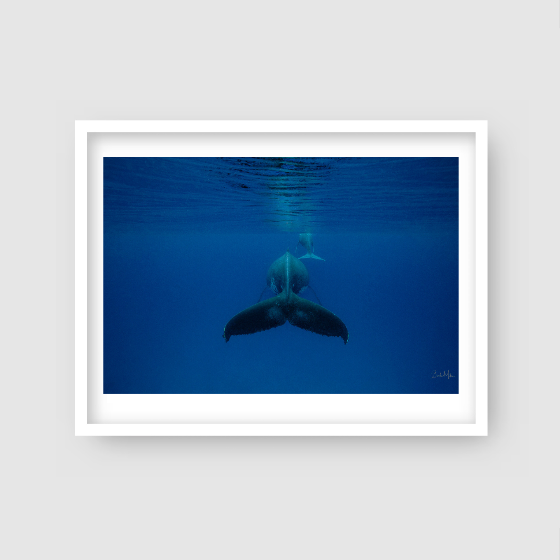 Mum - Humpback Whale and Calf Print
