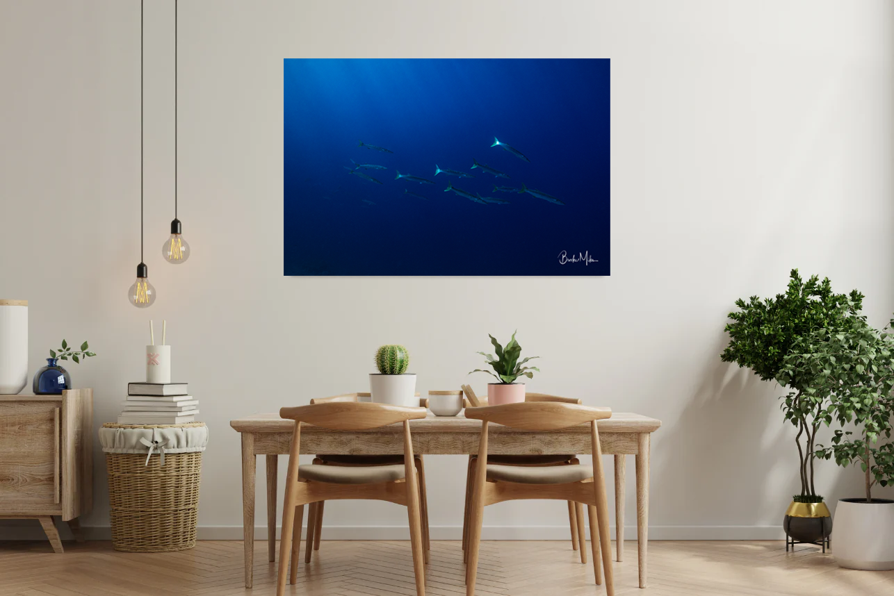 Cuda Descende - Underwater Fish Print