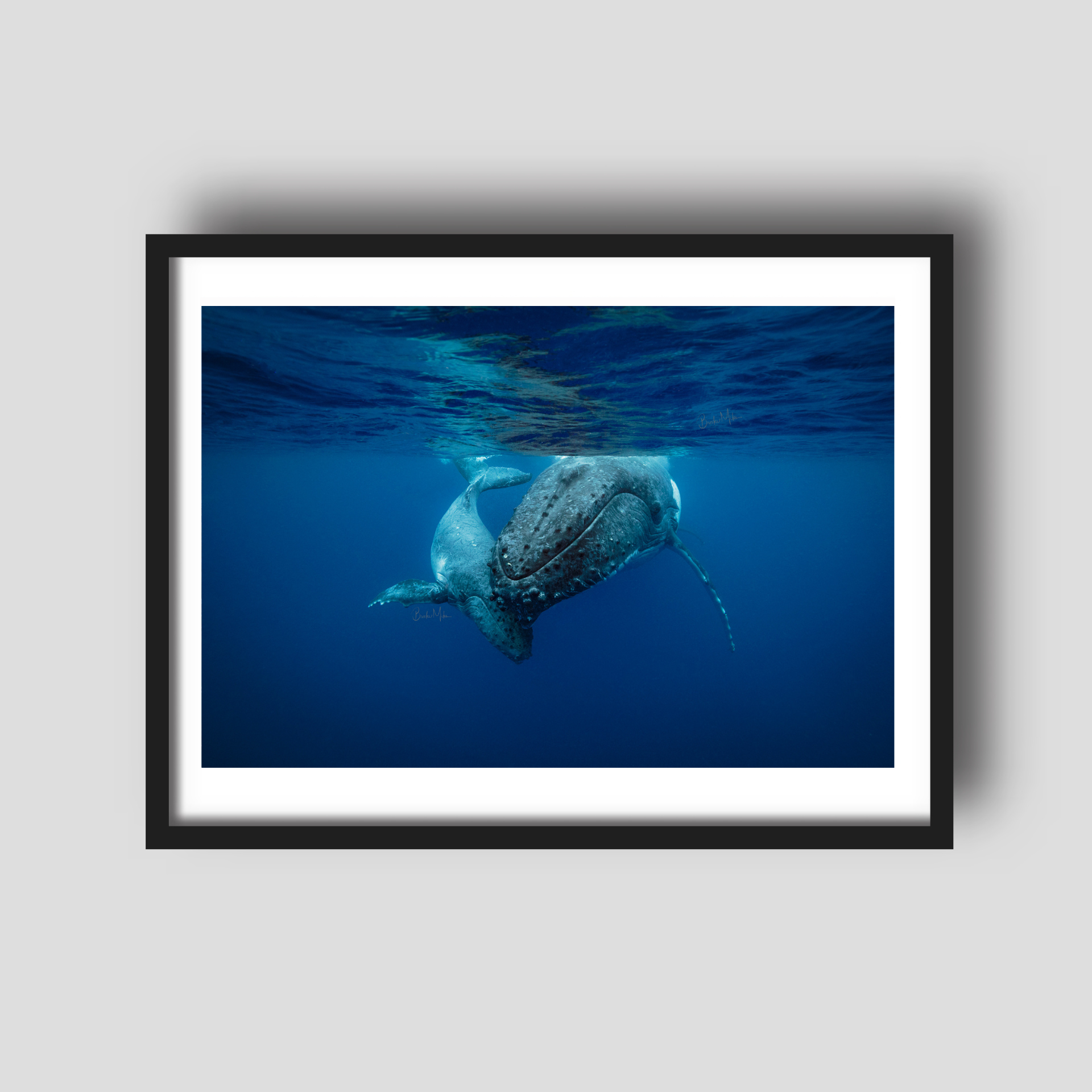 Never Far - Humpback Whale Print