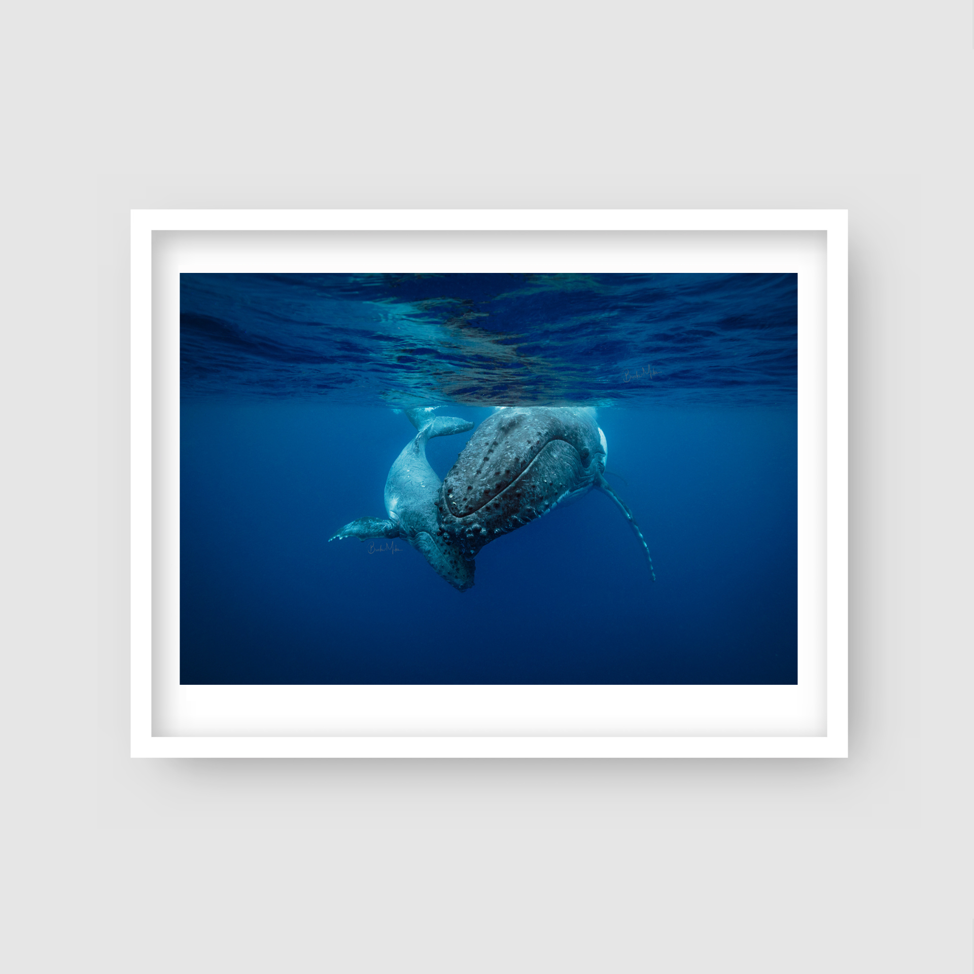 Never Far - Humpback Whale Print