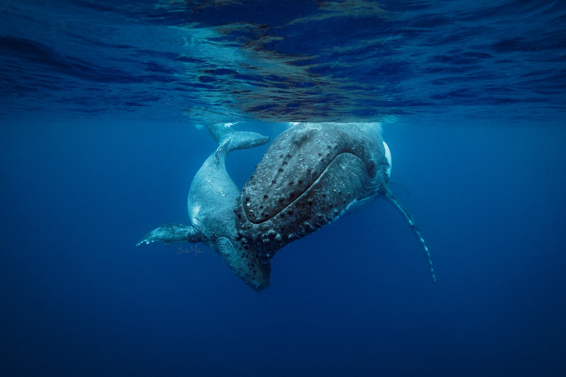 Never Far - Humpback Whale Print