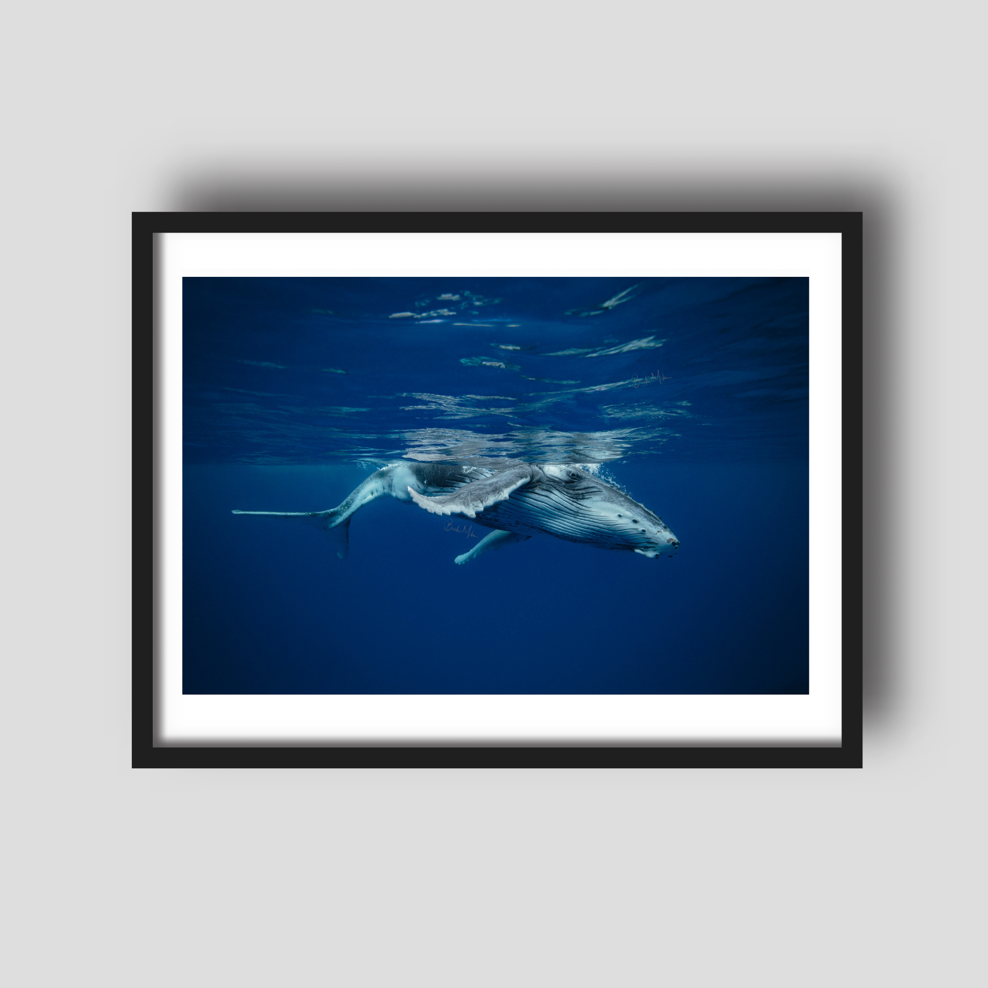 Nipper - Humpback Whale Print
