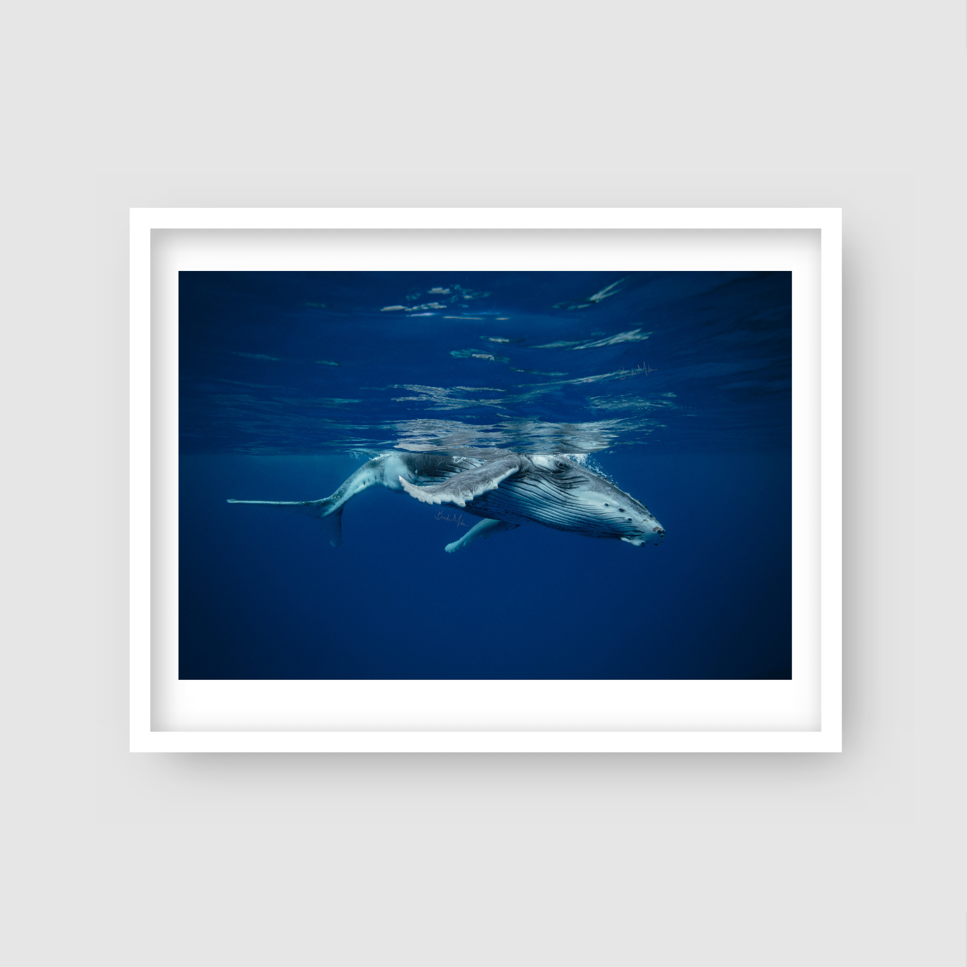 Nipper - Humpback Whale Print