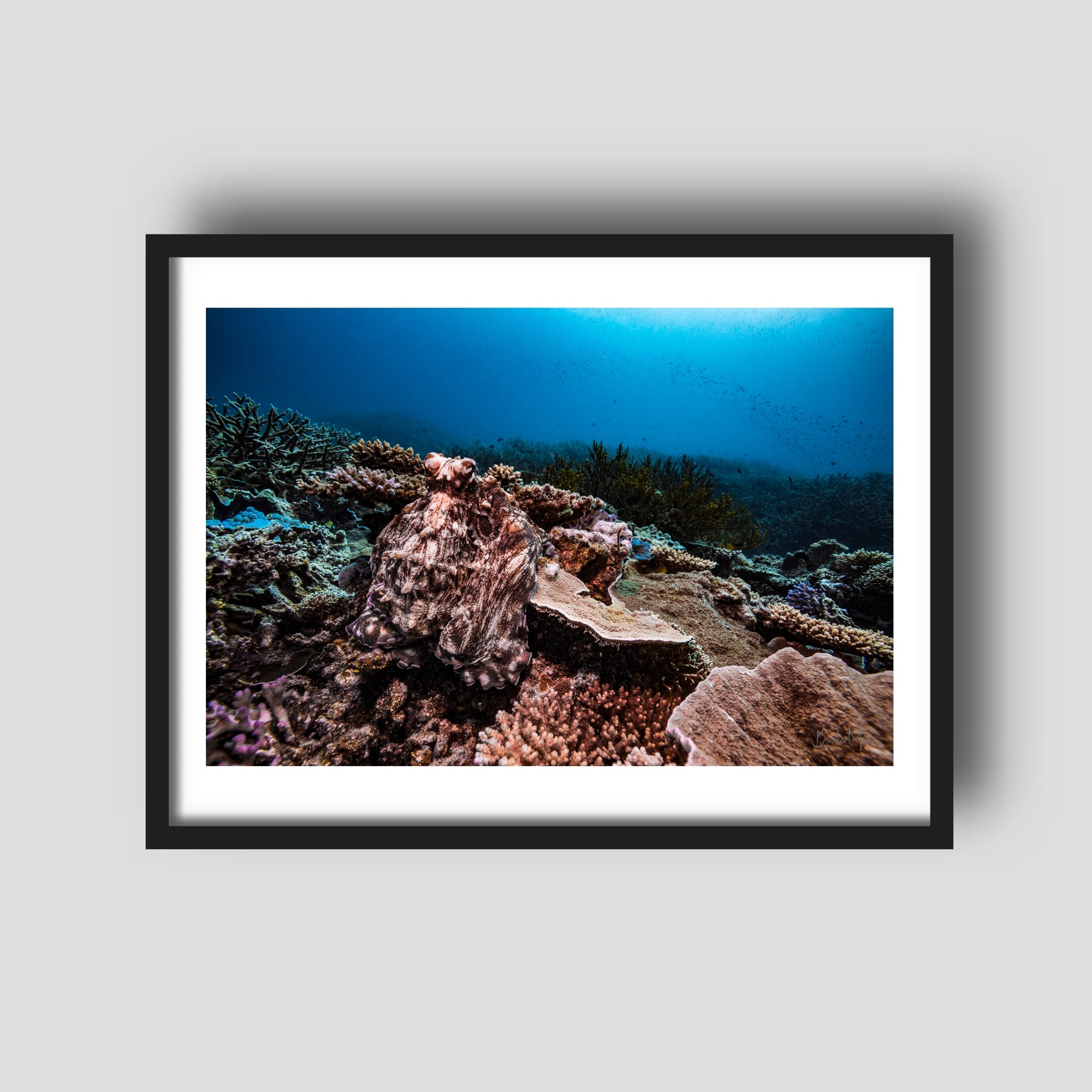 Occy - Underwater Reef Print