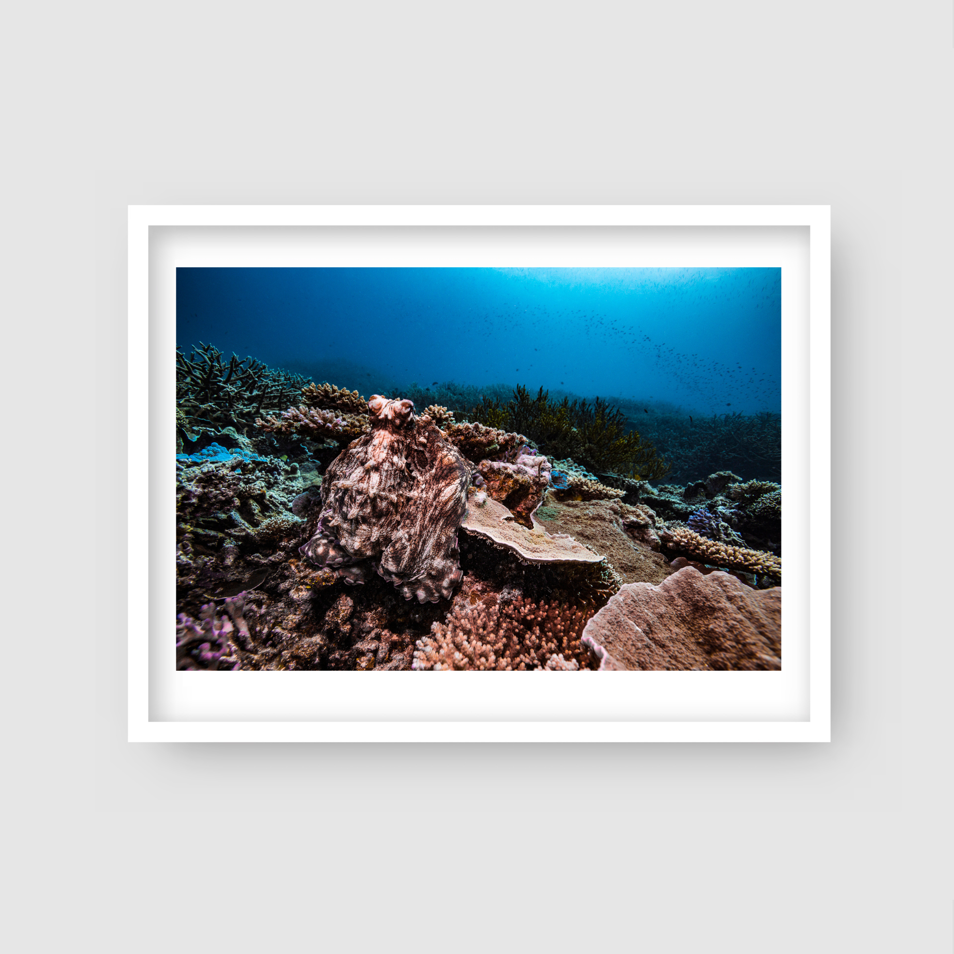 Occy - Underwater Reef Print