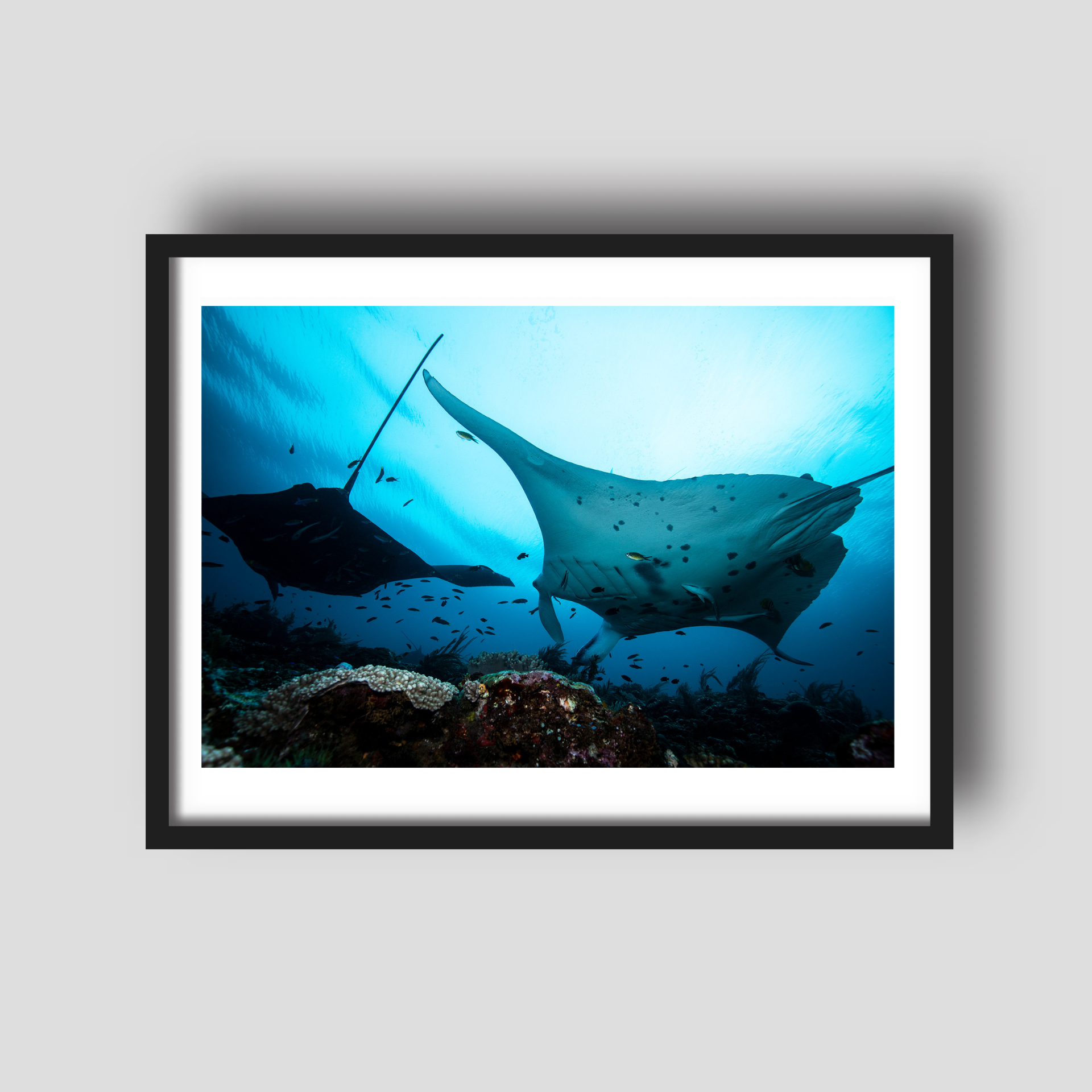 Oceanic Cruiser - Underwater Manta Ray Print