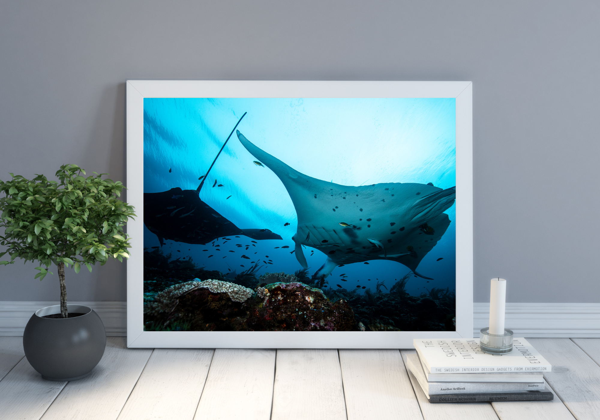 Oceanic Cruiser - Underwater Manta Ray Print
