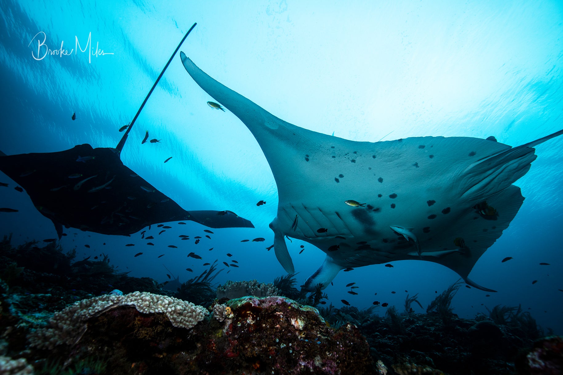 Oceanic Cruiser - Underwater Manta Ray Print