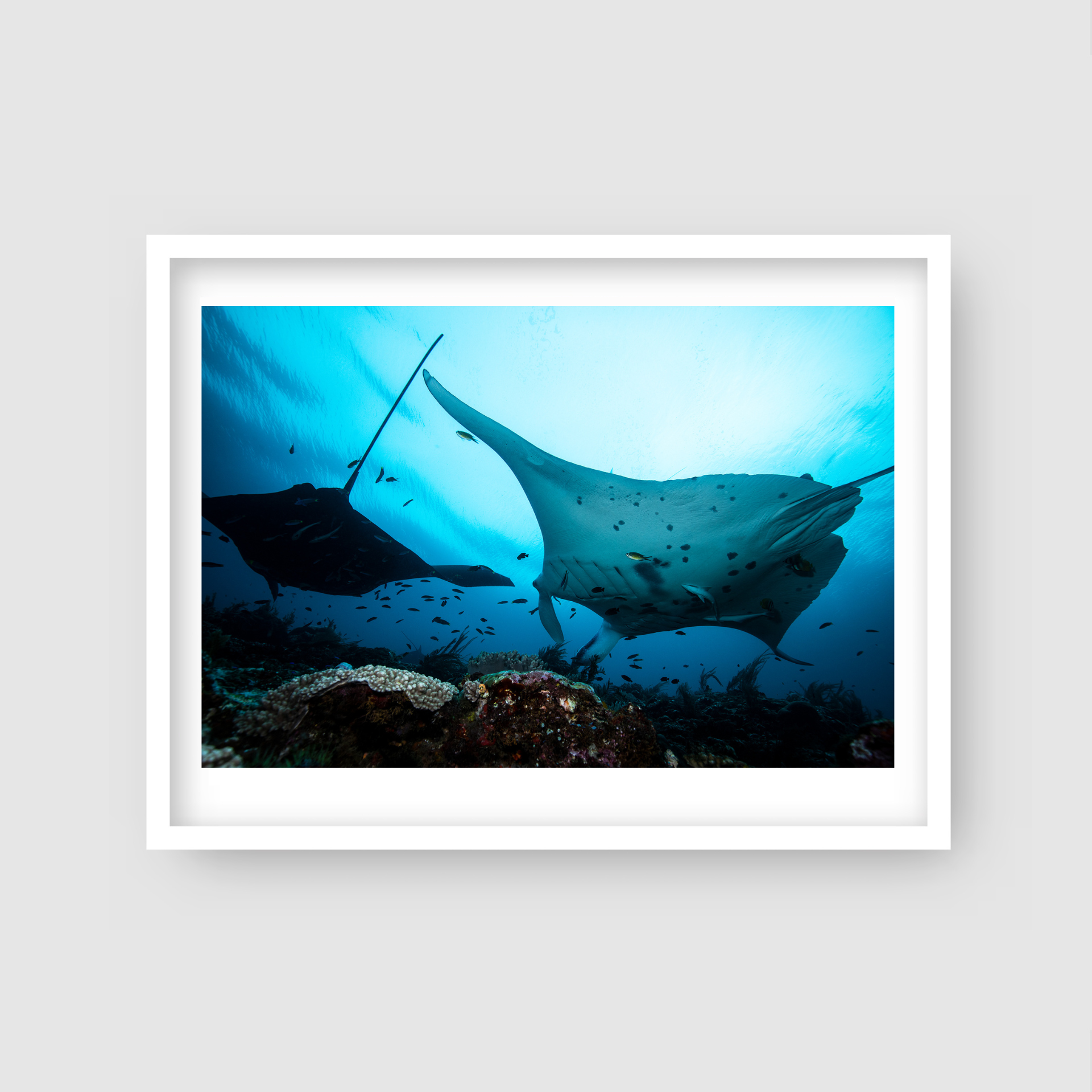 Oceanic Cruiser - Underwater Manta Ray Print