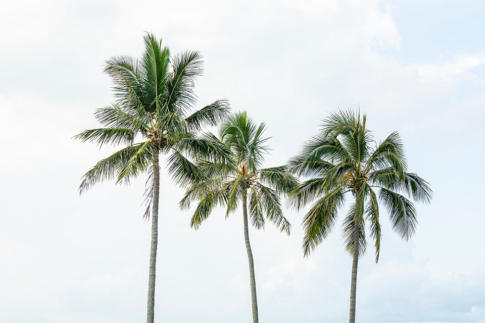 Palm Tree Trio - Palm Tree Print