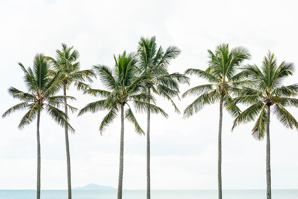 Palm Tree Whispers - Palm Tree Print