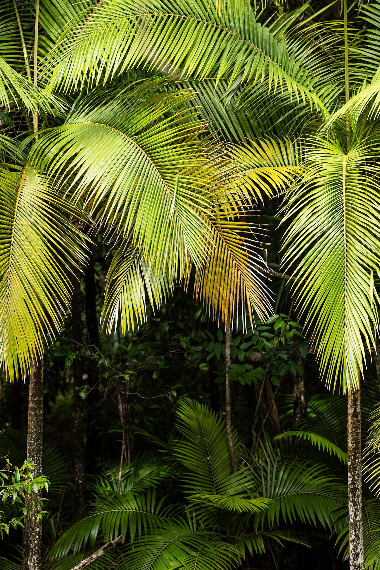 Palms Entrance - Jungle Print