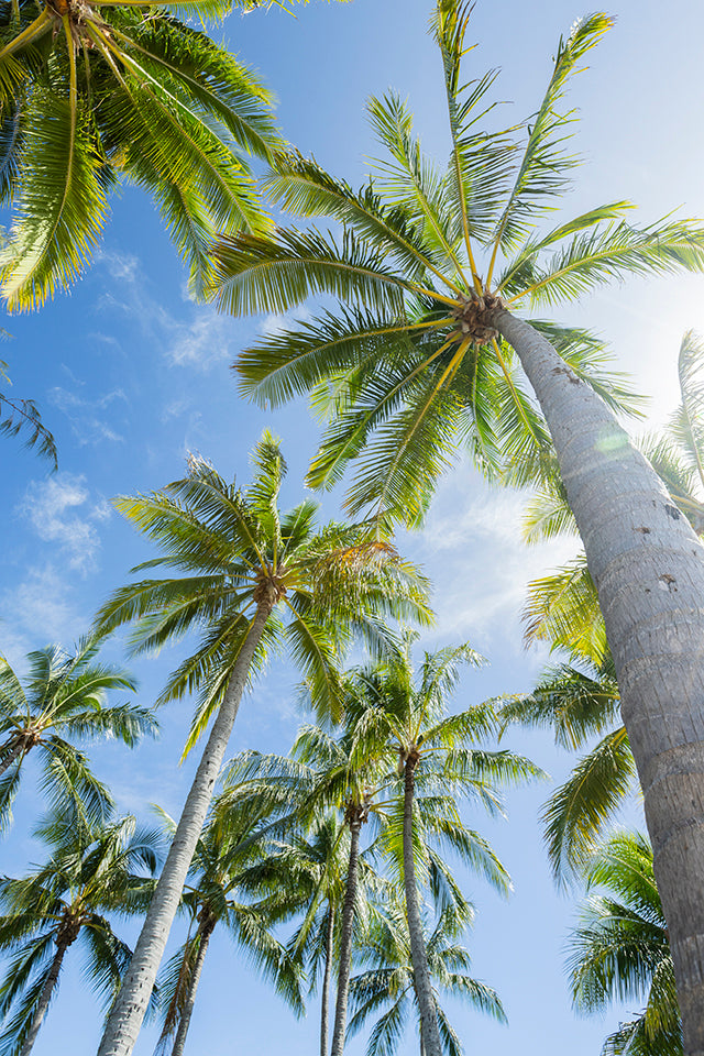 Paradise Found - Palm Tree Print
