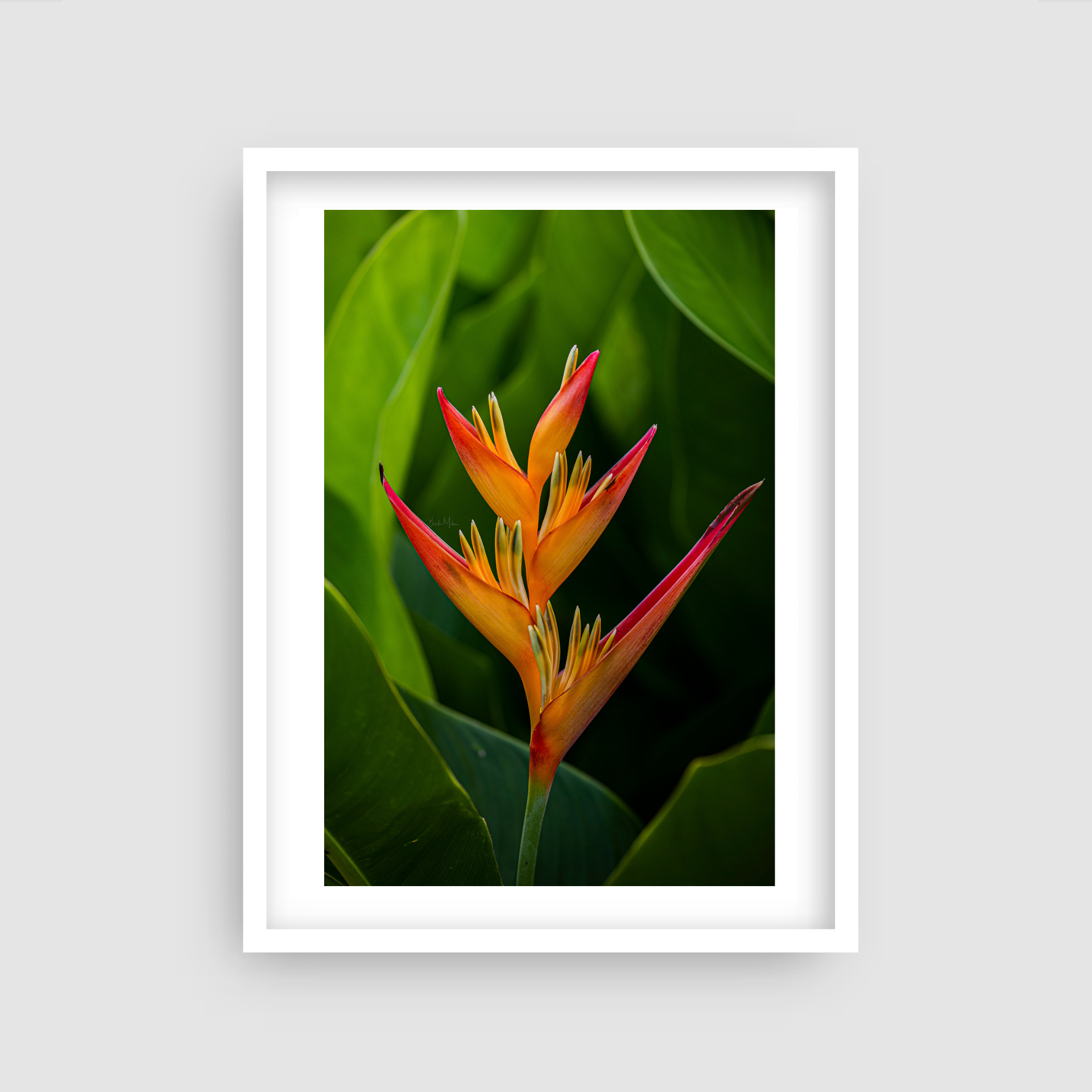 Paradise Portrait - Flower Print