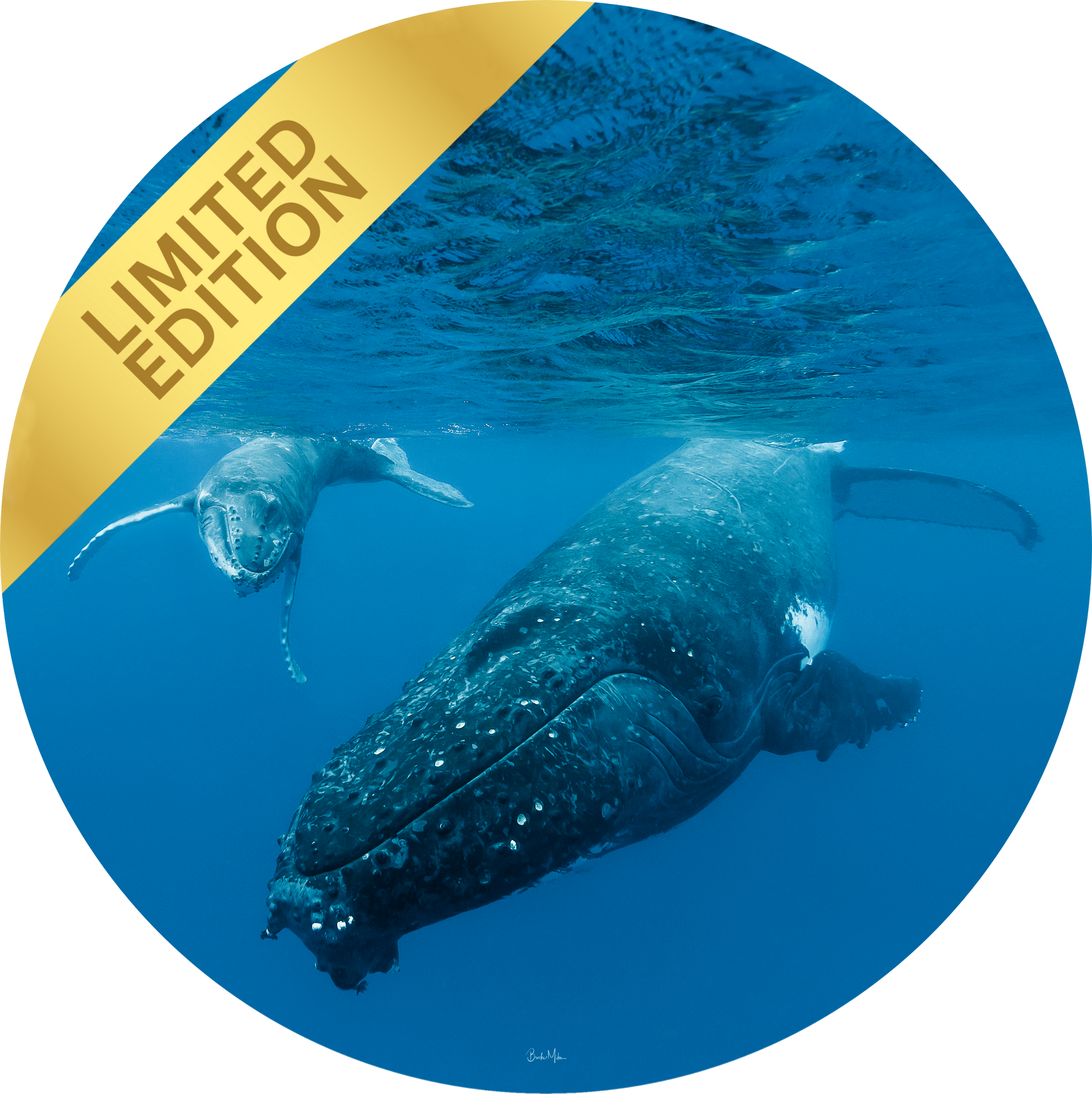 Playtime - Humpback Whale Print