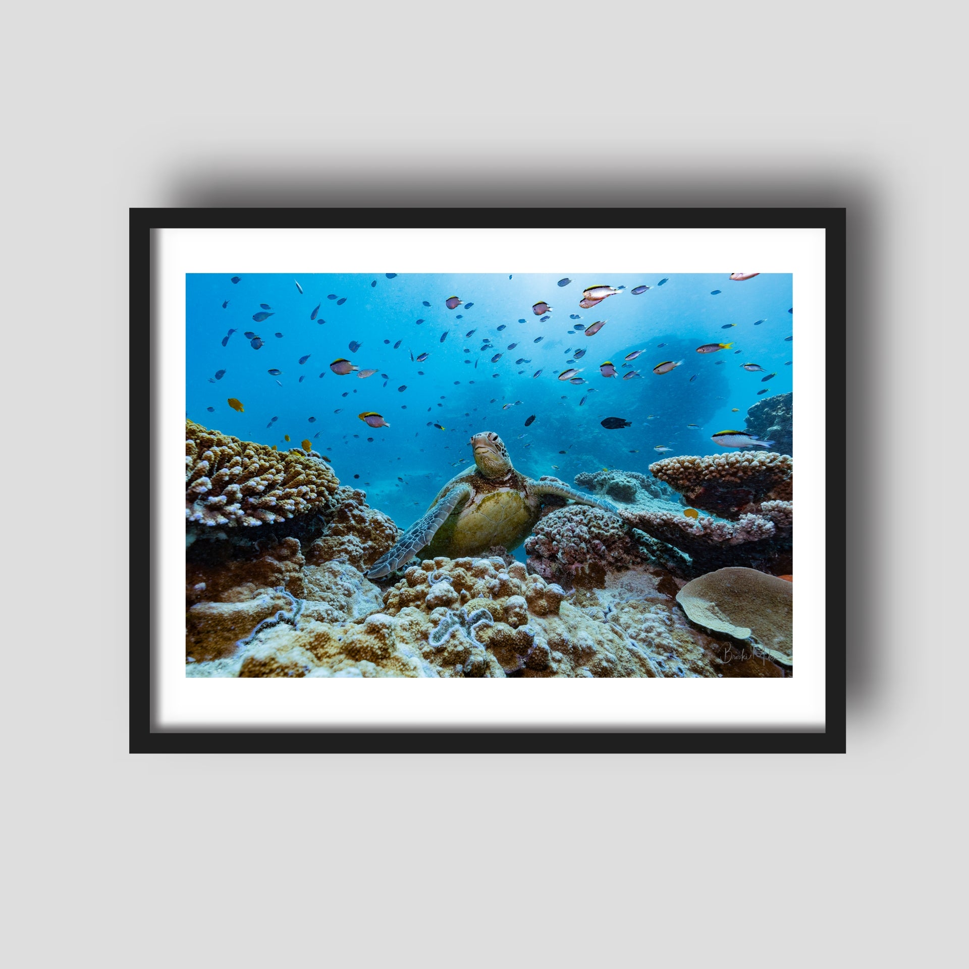 Poser - Turtle Print