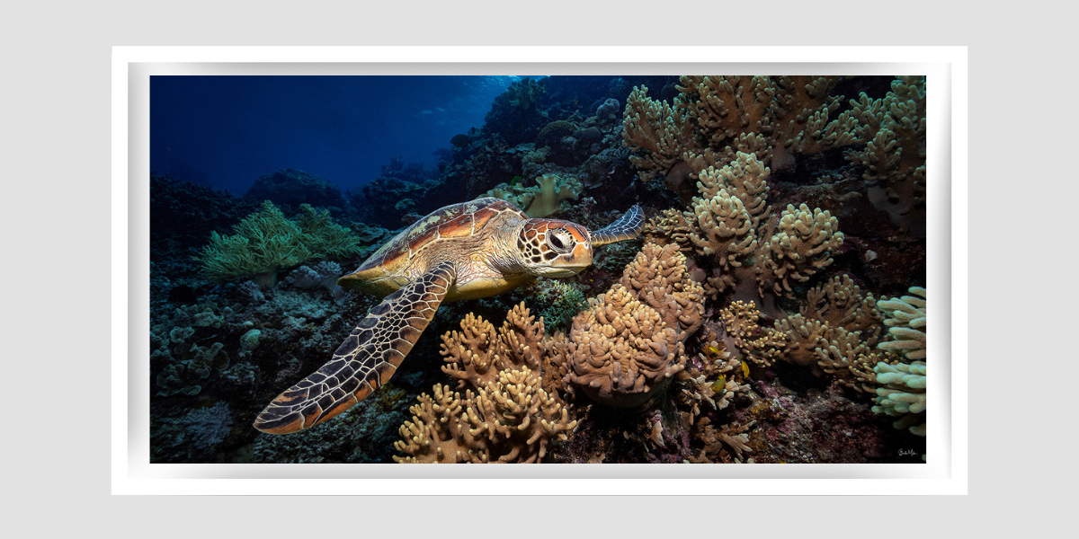 Prospector - Turtle Print