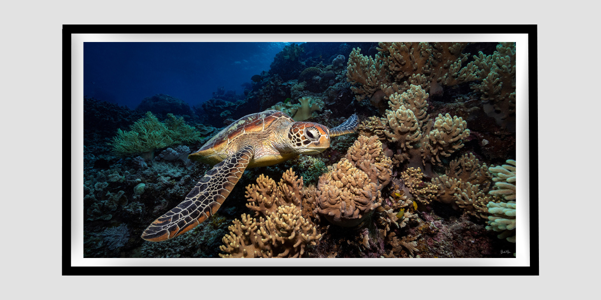 Prospector - Turtle Print