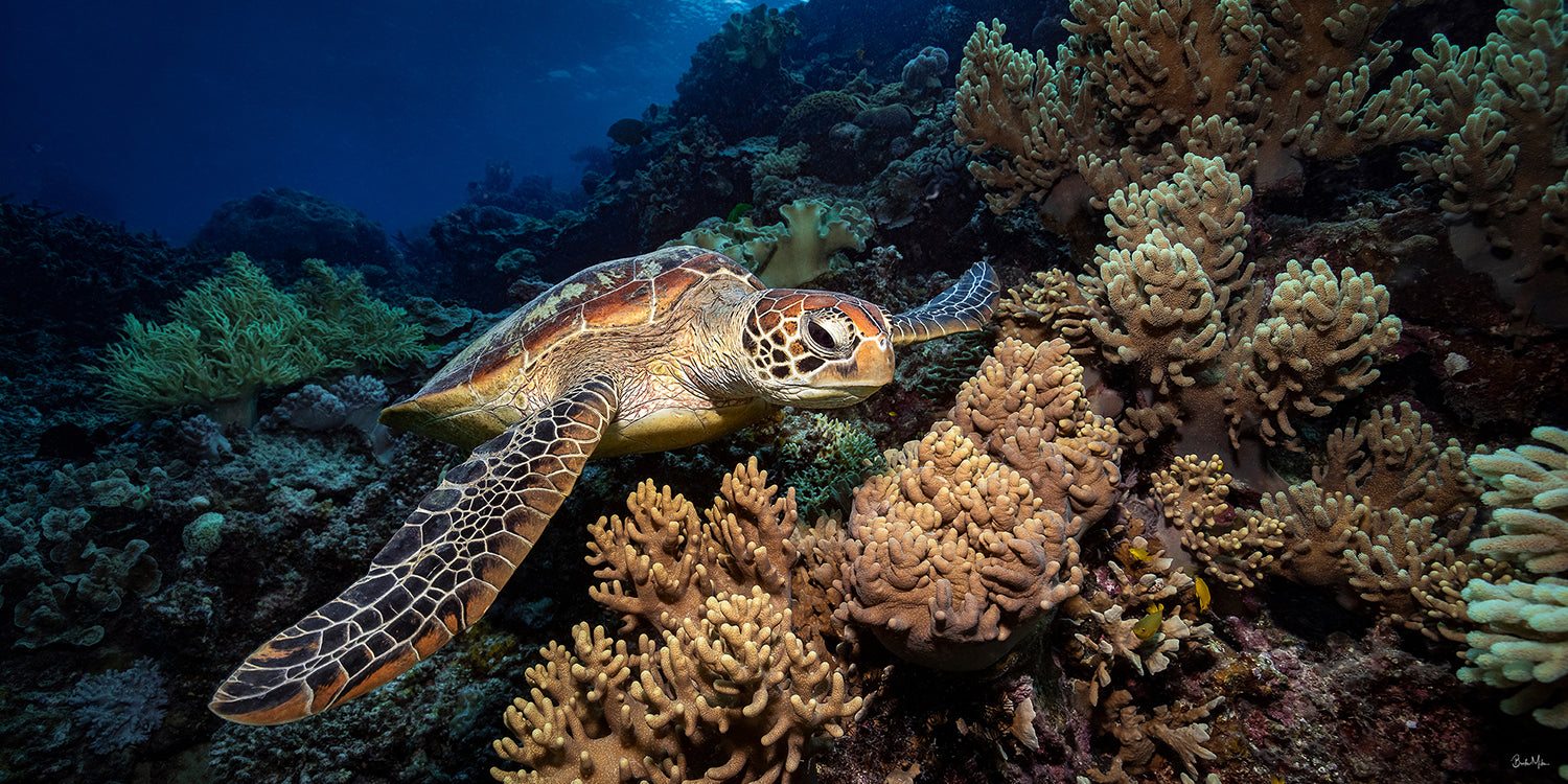Prospector - Turtle Print