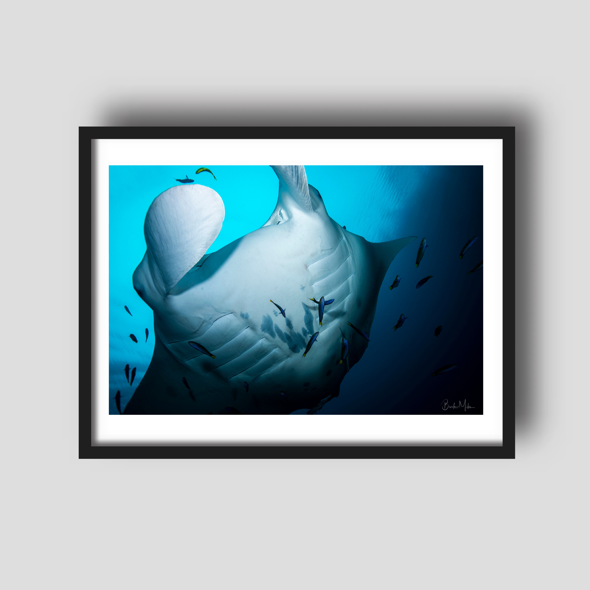 Raja - Underwater Manta Ray Print