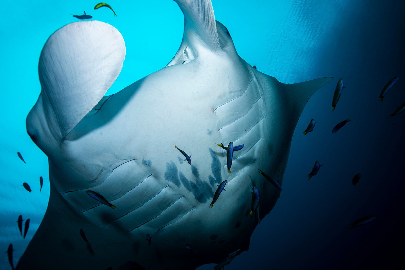 Raja - Underwater Manta Ray Print
