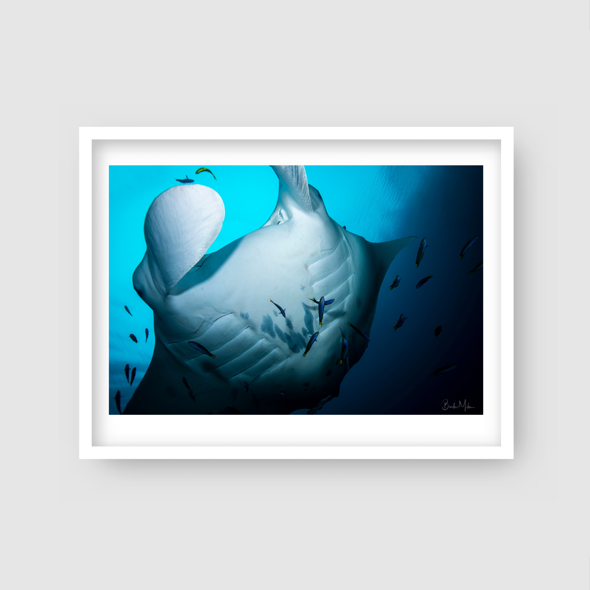 Raja - Underwater Manta Ray Print