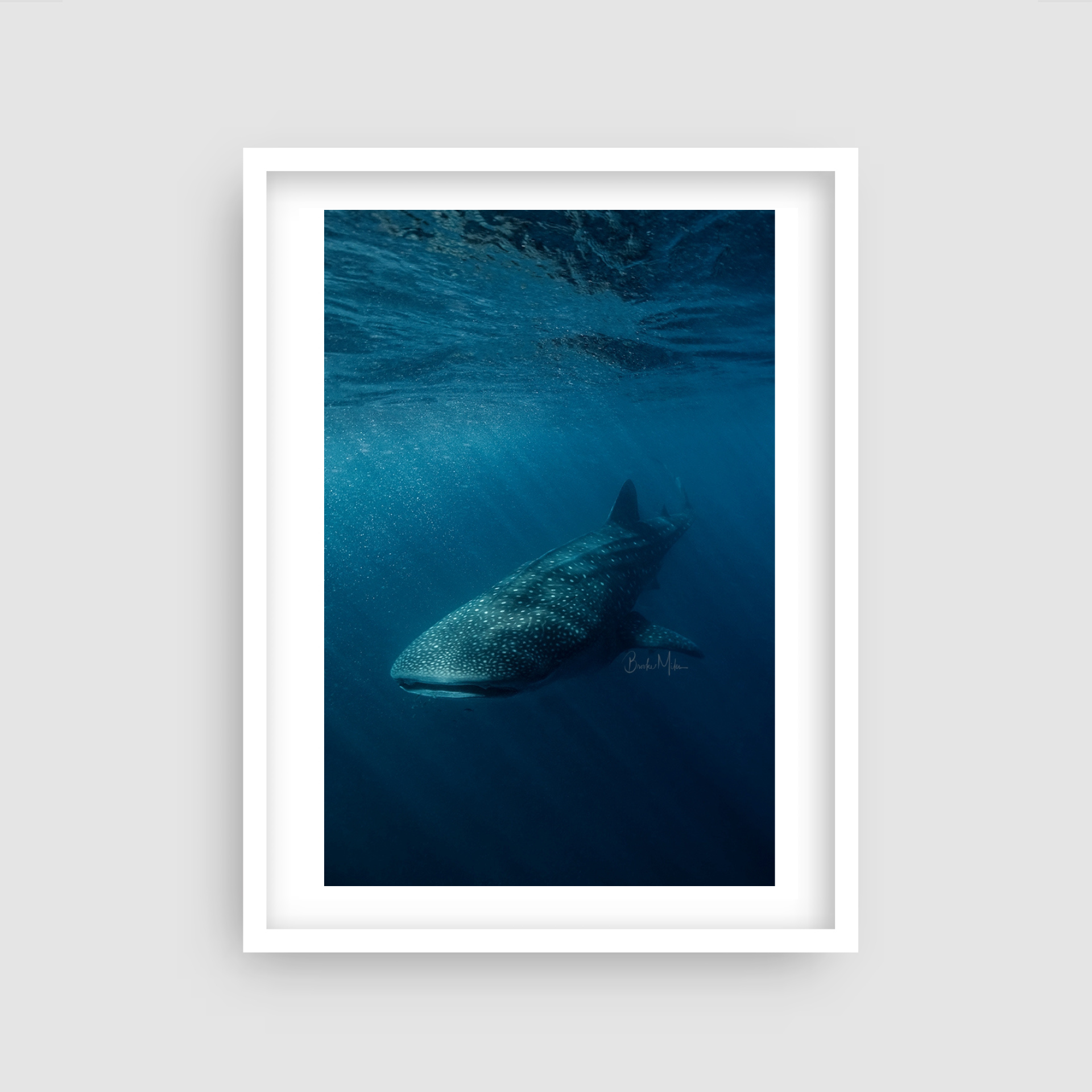 Ridgeback - Whale Shark Print