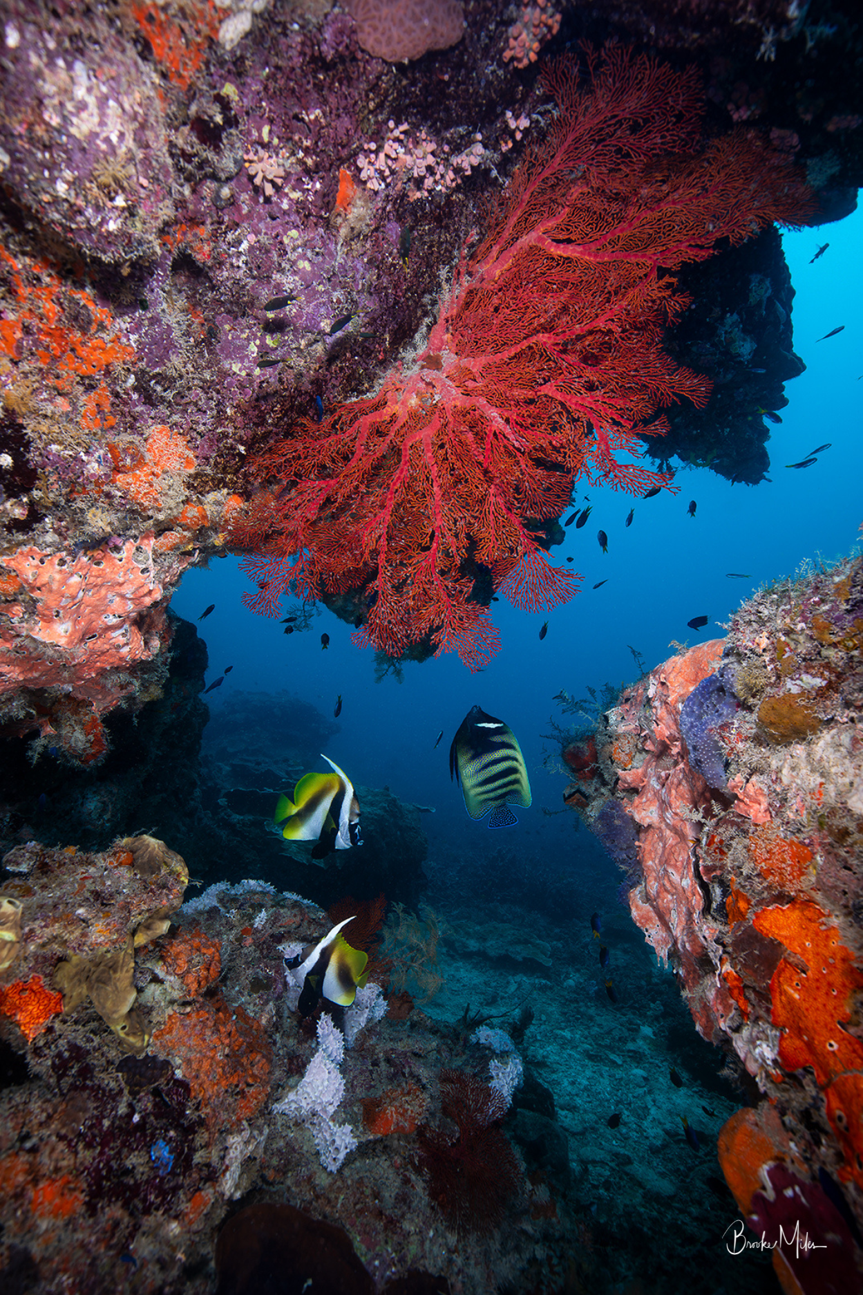 Ruby Retreat | Underwater Great Barrier Reef Print by Brooke Miles ...