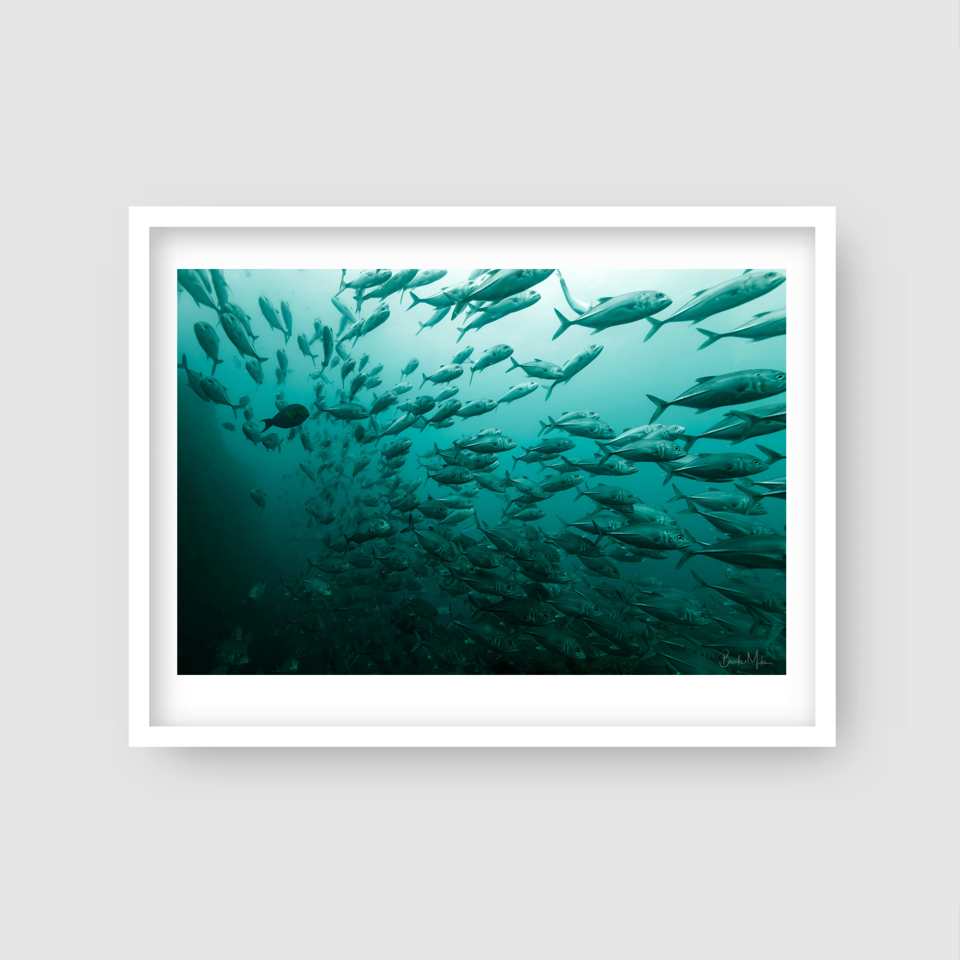 School's Out - Underwater Fish Print