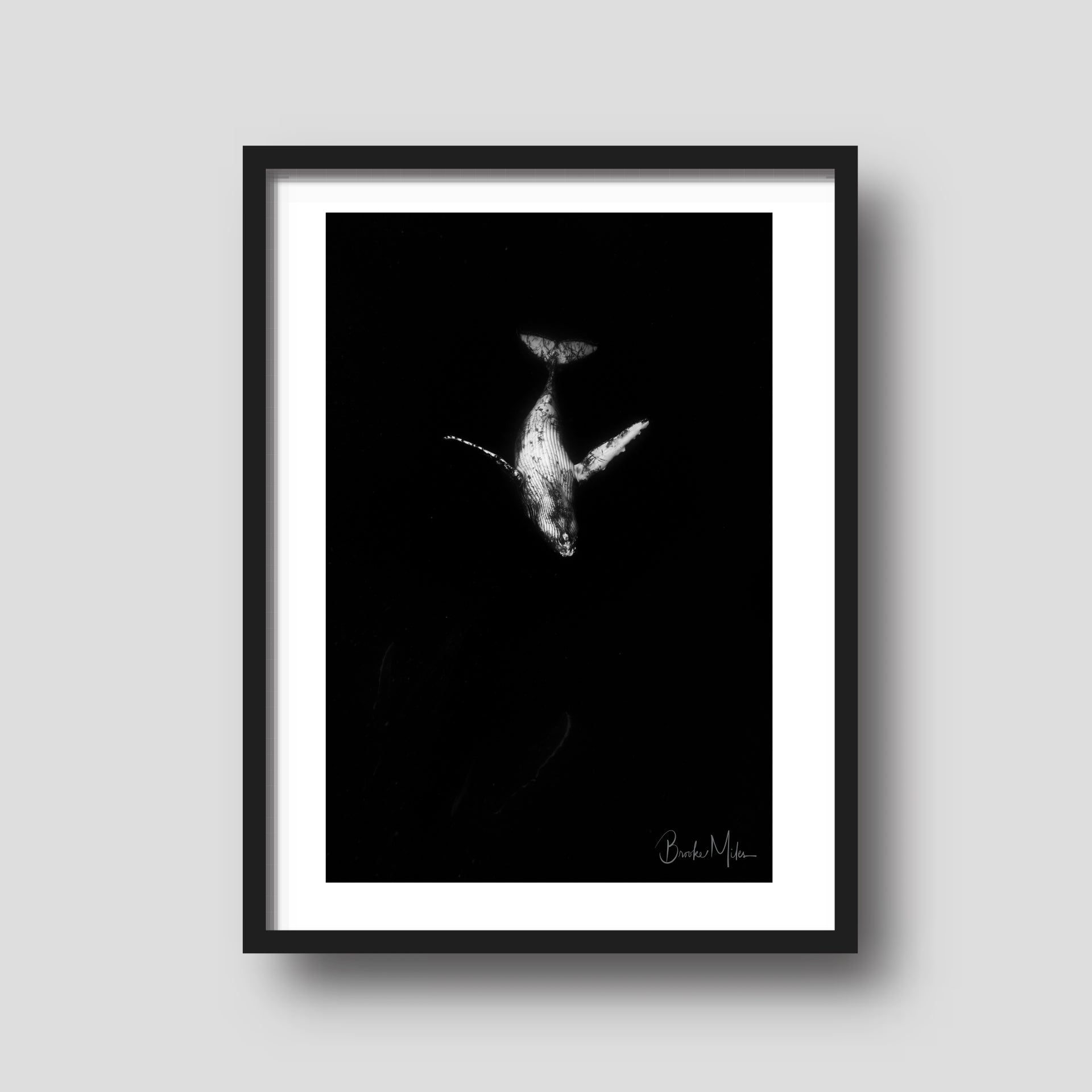 Scratch - Humpback Whale Print