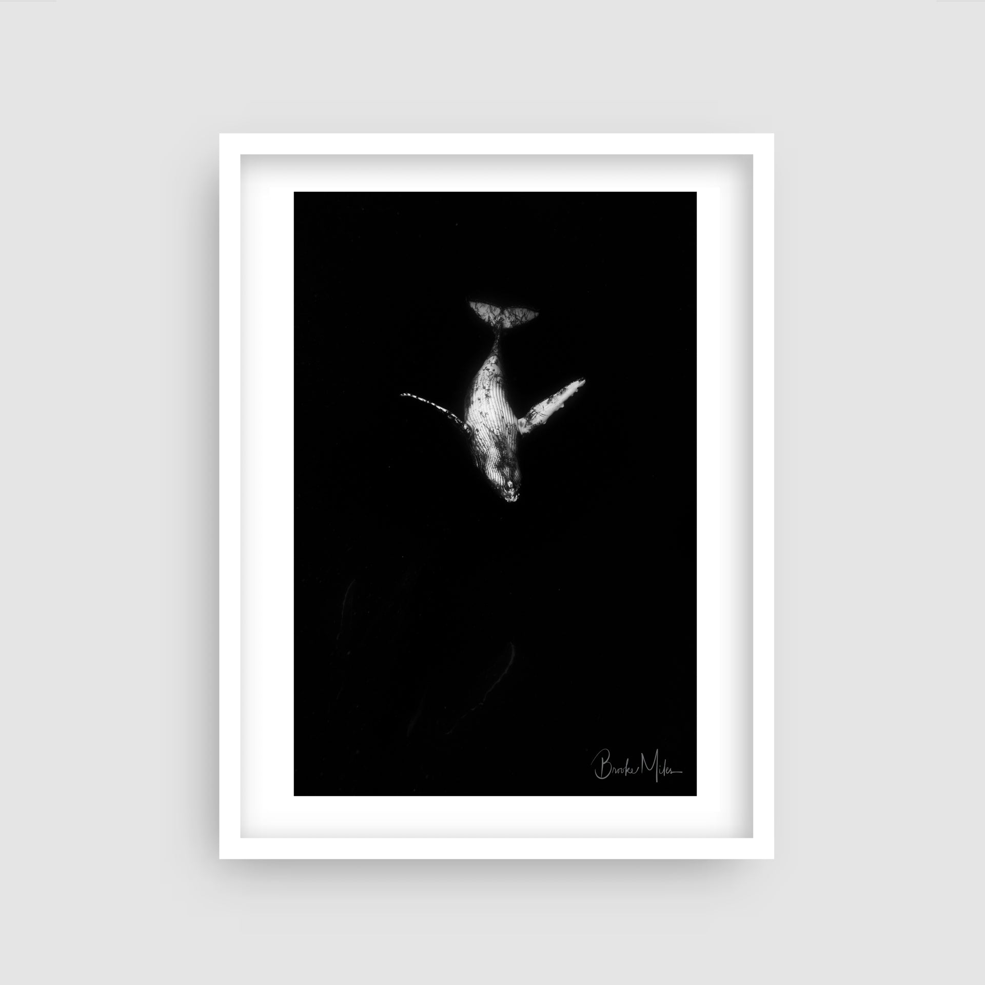 Scratch - Humpback Whale Print