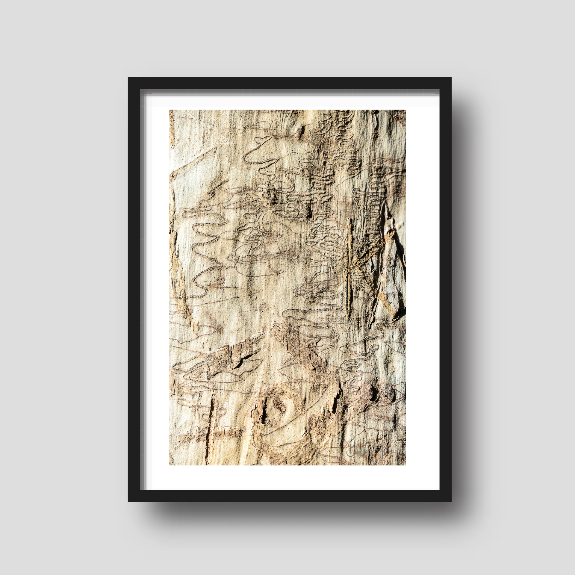Scribbly Gum K - Nature Print