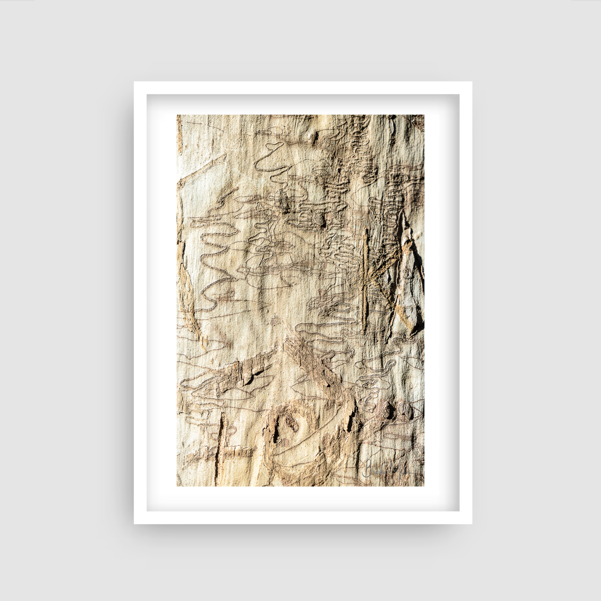 Scribbly Gum K - Nature Print