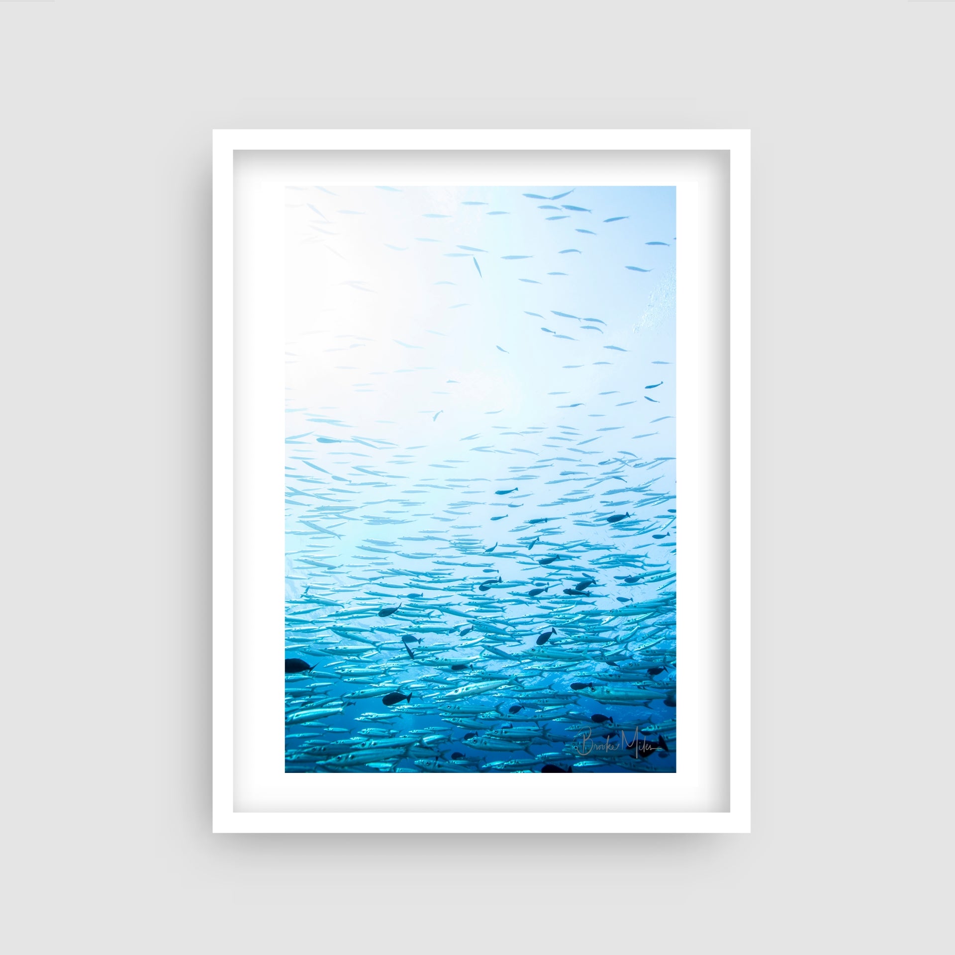 Shimmer - Underwater Fish Print