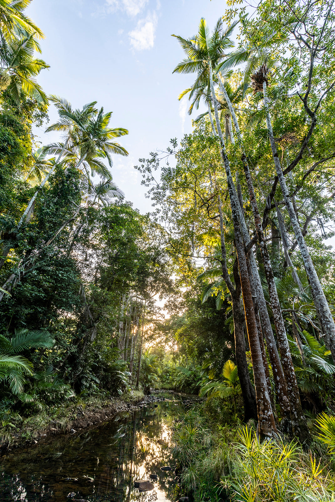 Tropical Skyscrapers - Jungle Creek Print