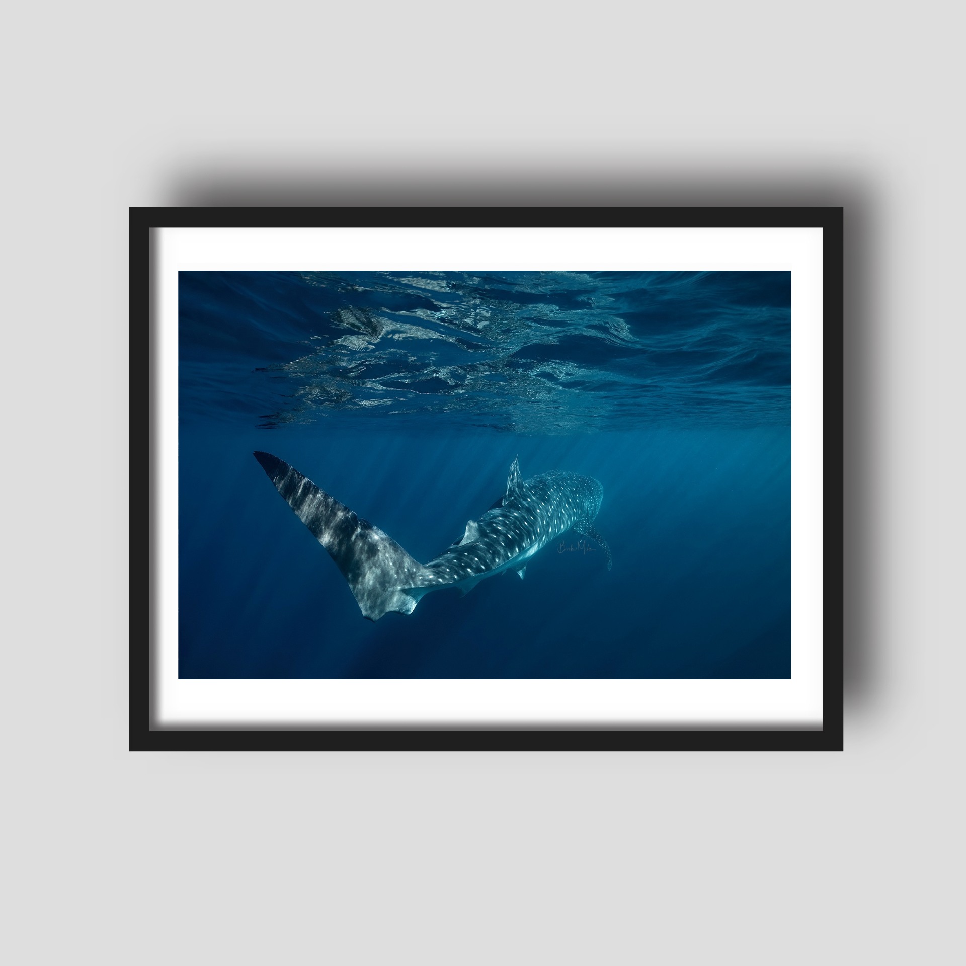 Smooth Operator - Whale Shark Print