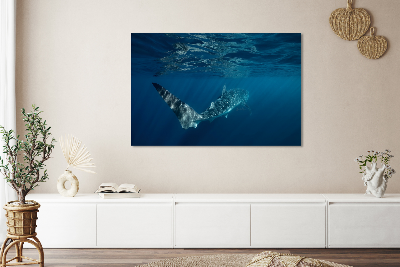 Smooth Operator - Whale Shark Print