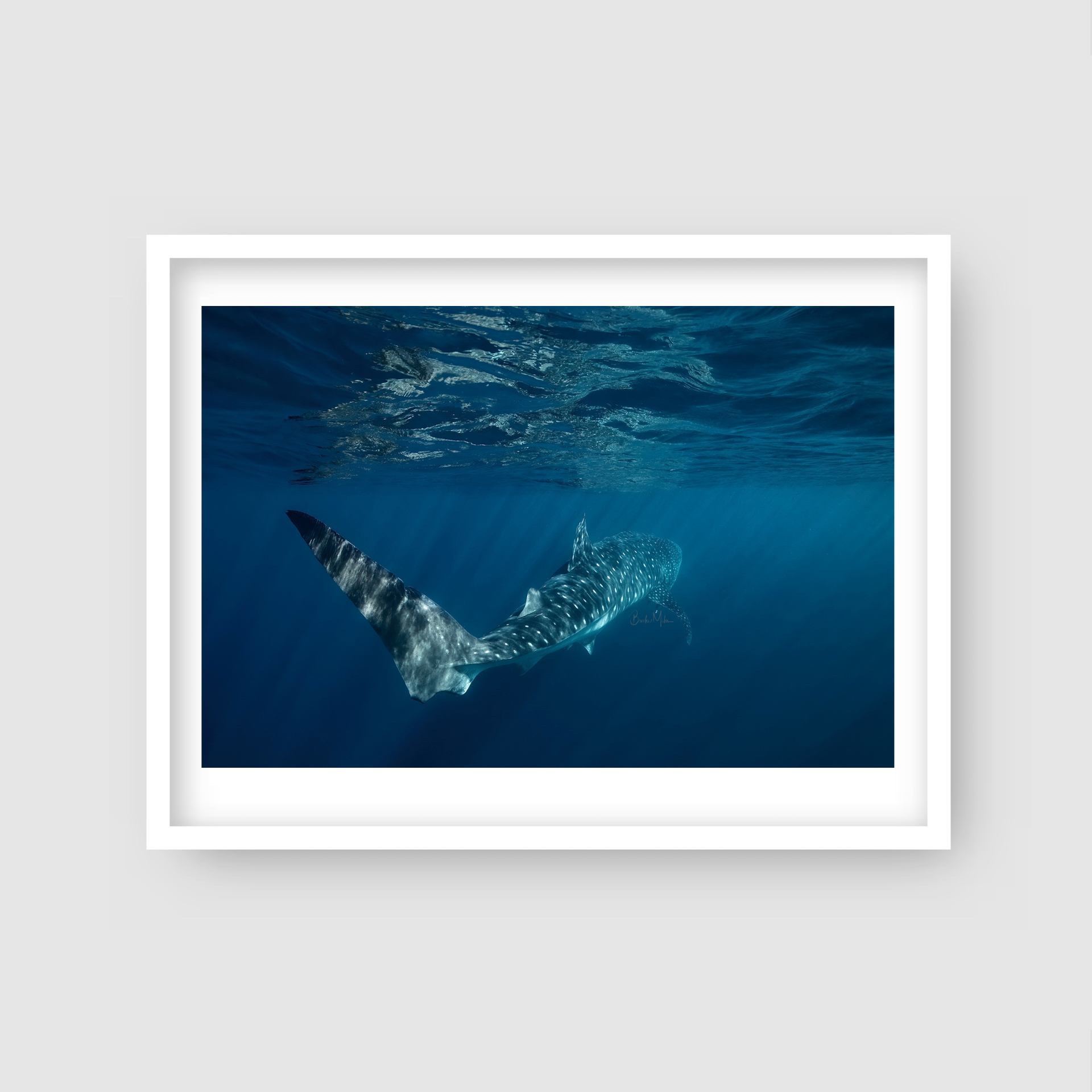 Smooth Operator - Whale Shark Print