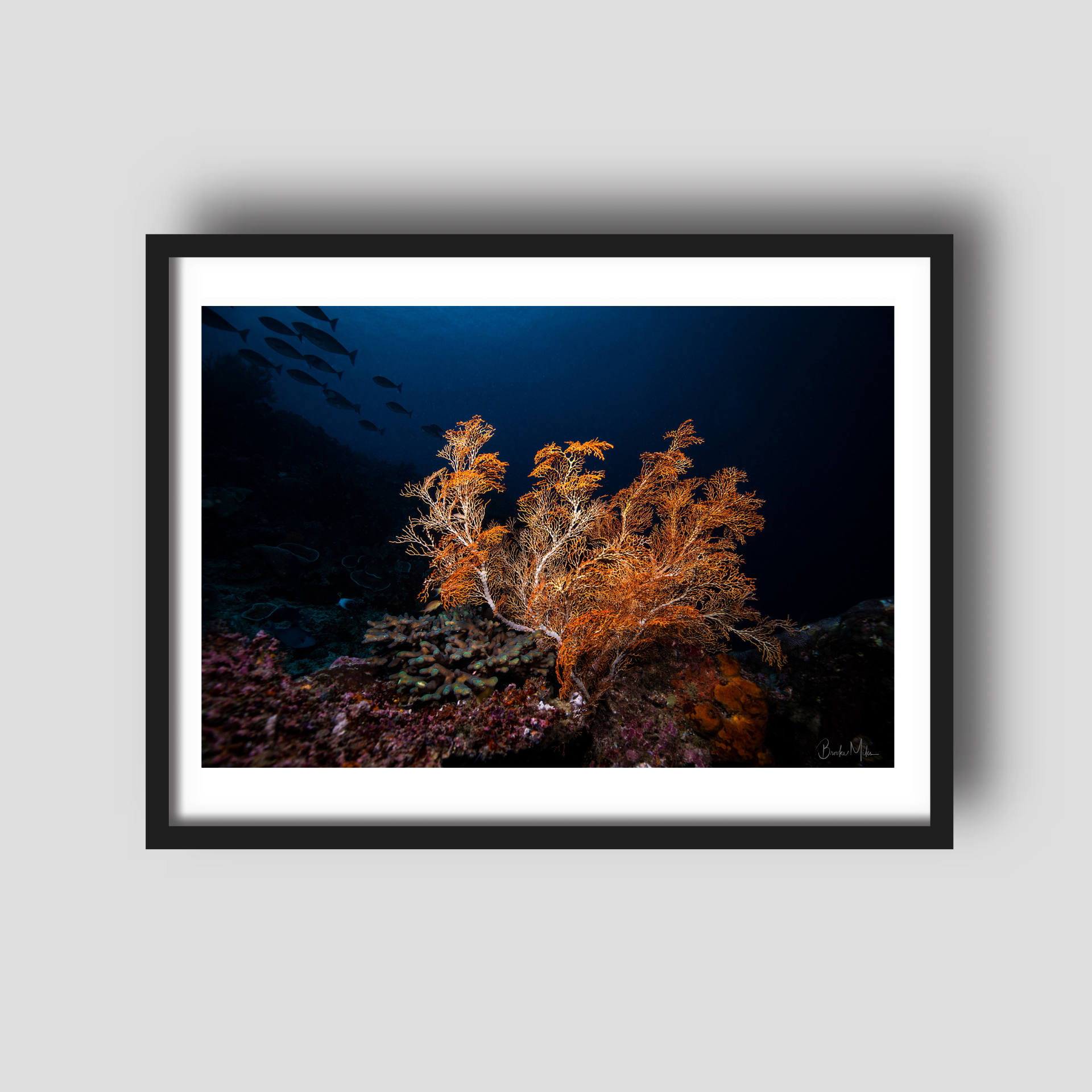 Soft Delight - Underwater Reef Print