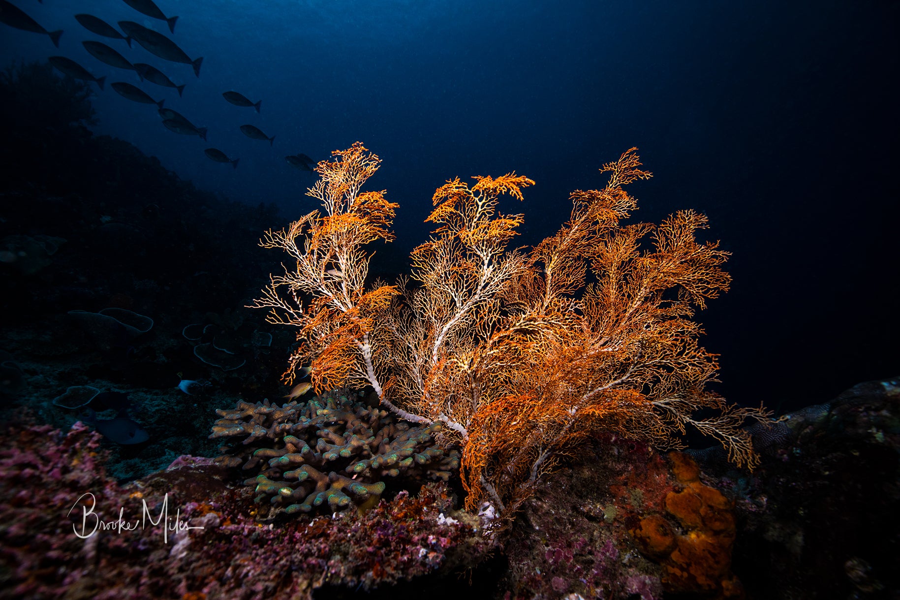 Soft Delight - Underwater Reef Print
