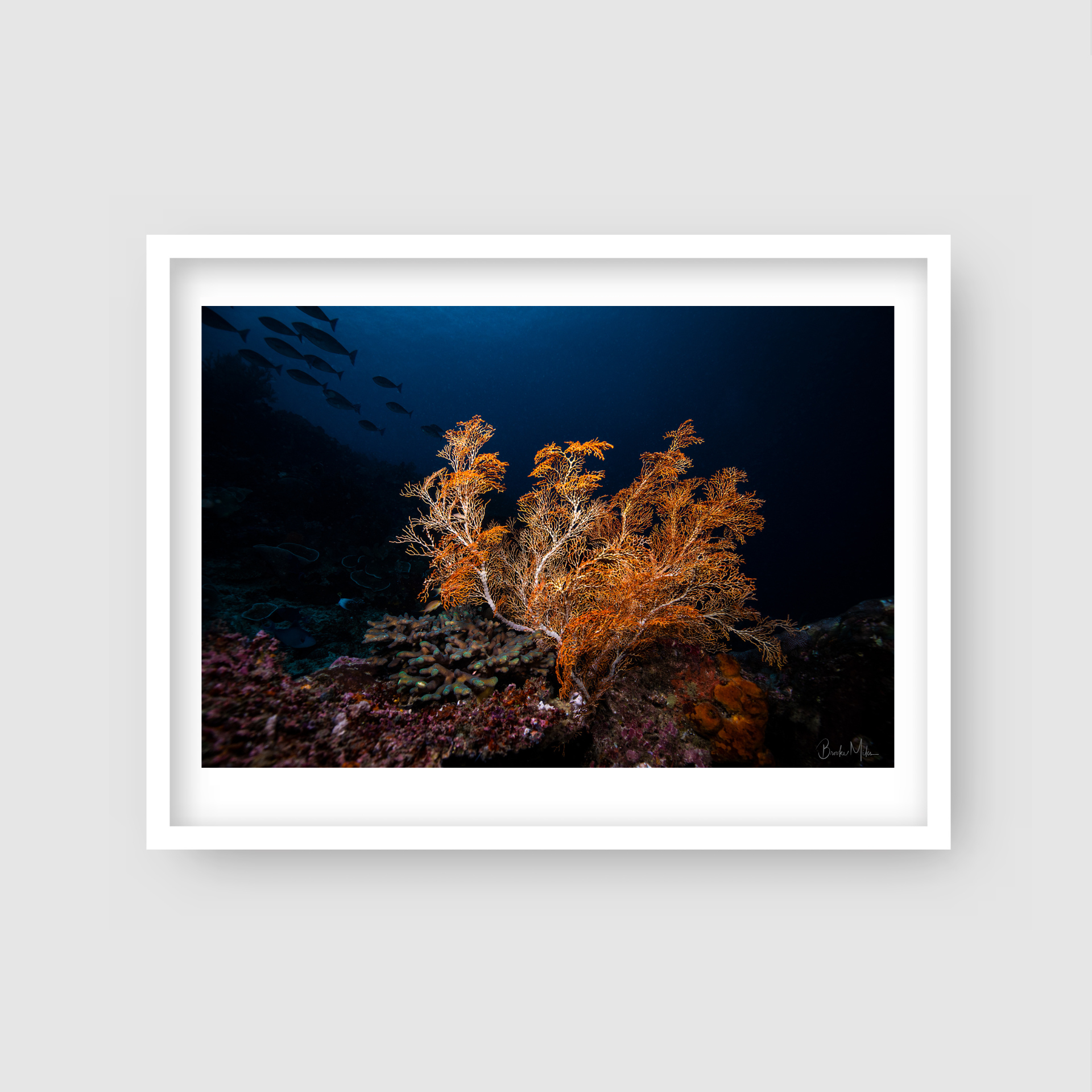 Soft Delight - Underwater Reef Print