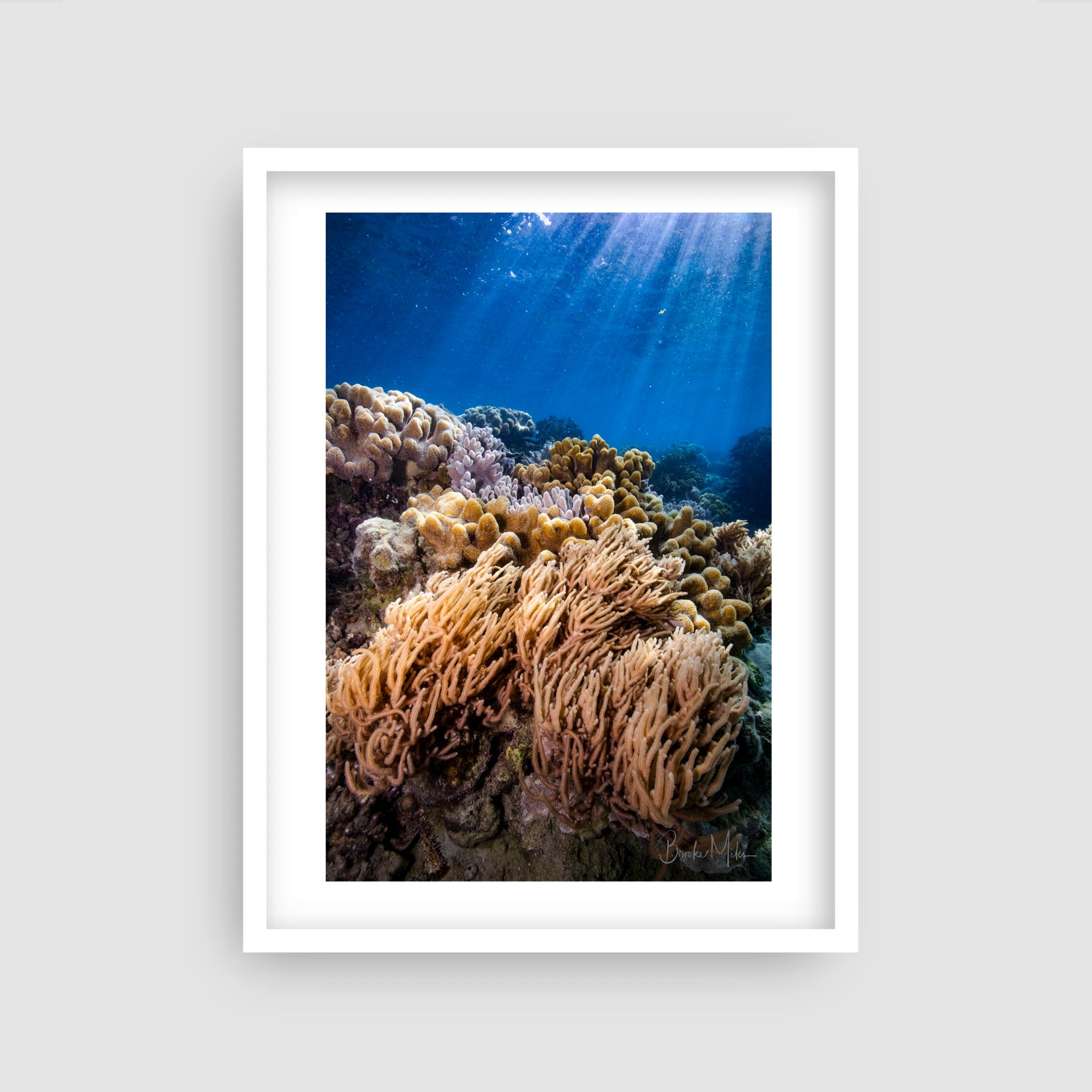 Soft Sunshine - Underwater Reef Print