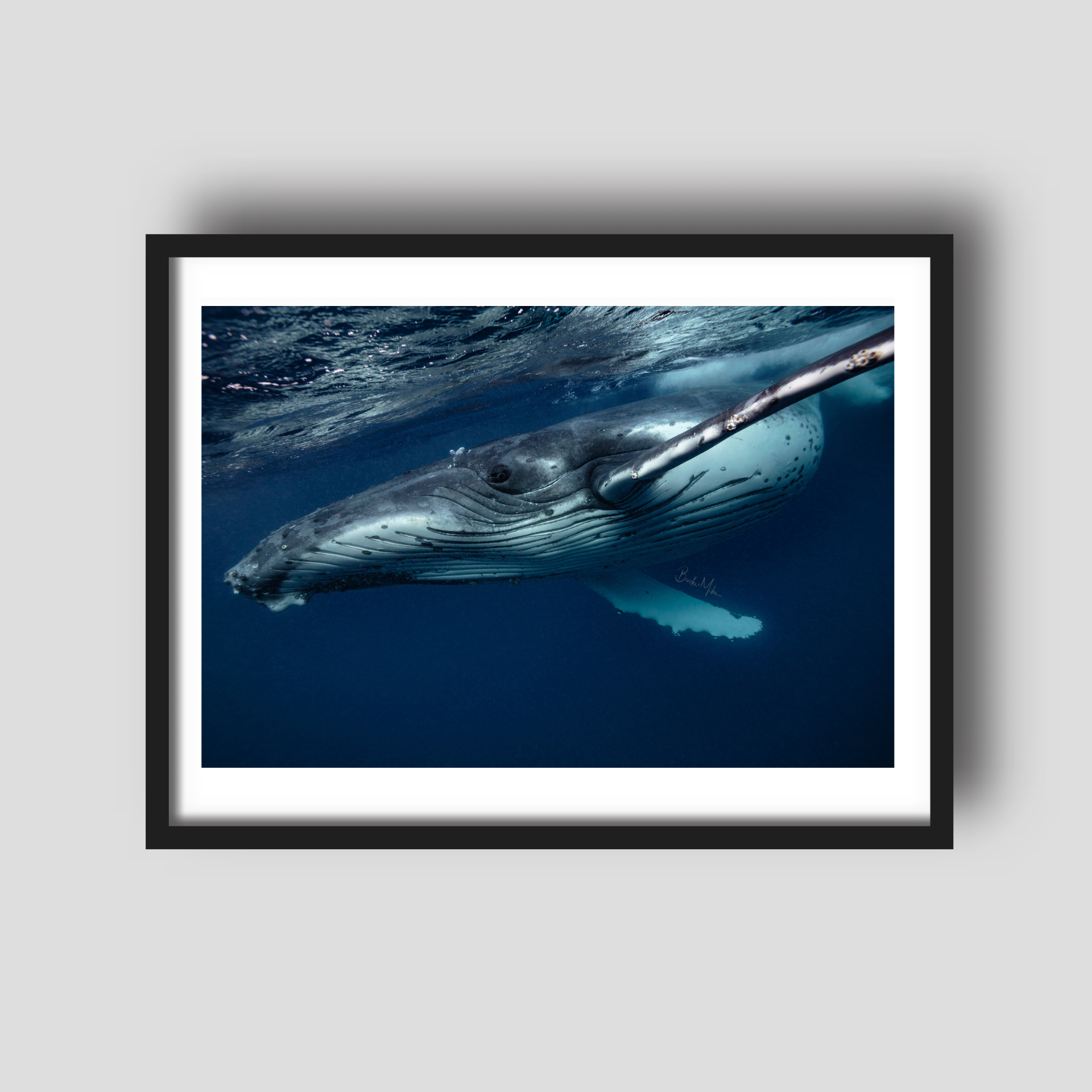 Speedster - Humpback Whale Print