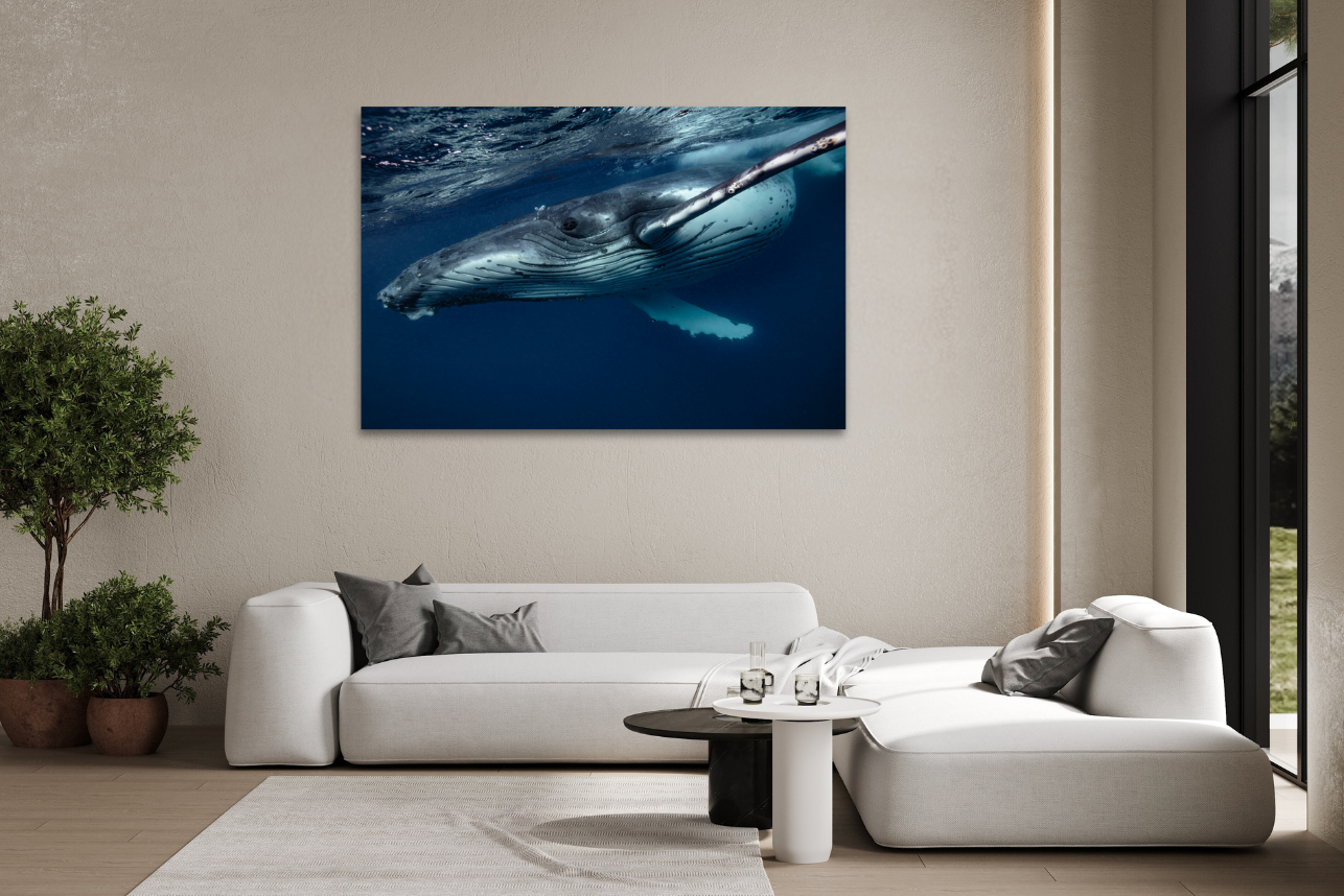Speedster - Humpback Whale Print