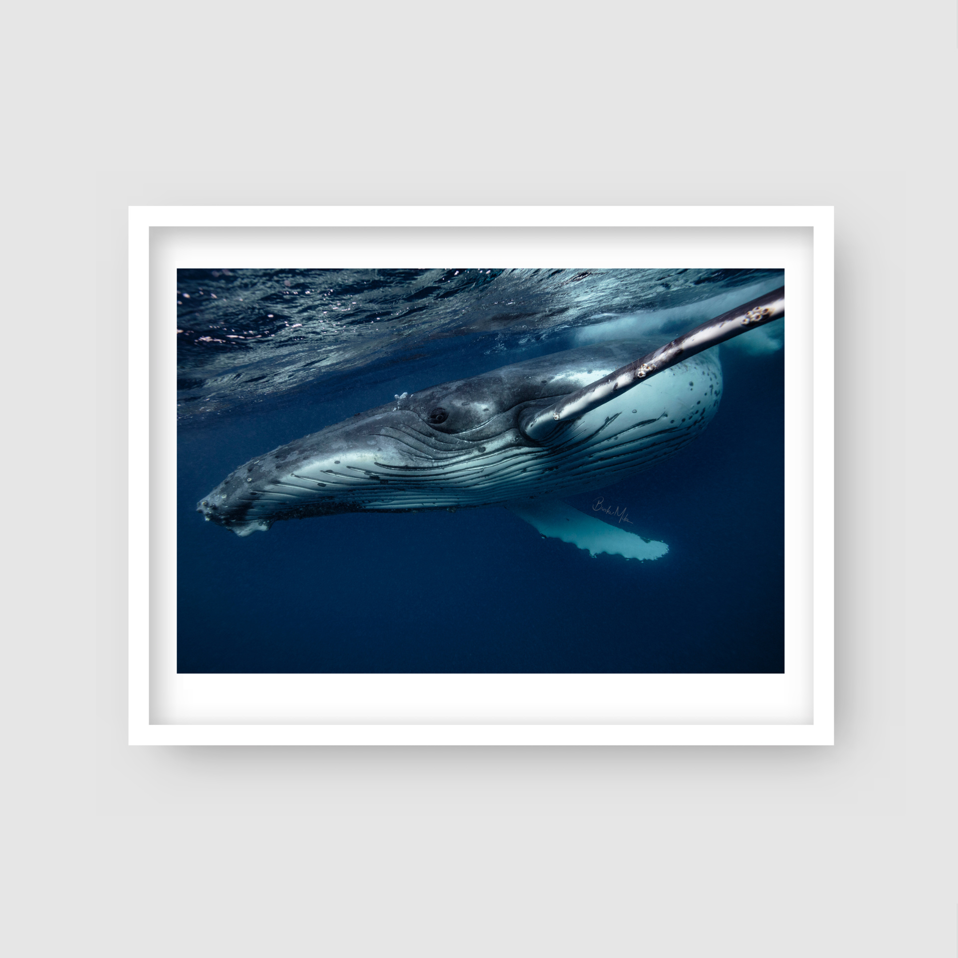 Speedster - Humpback Whale Print