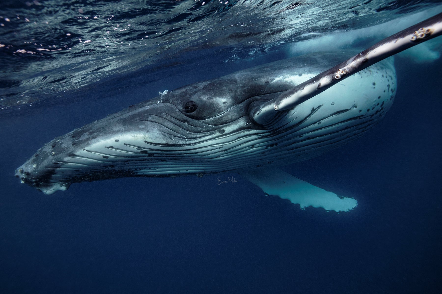 Speedster - Humpback Whale Print