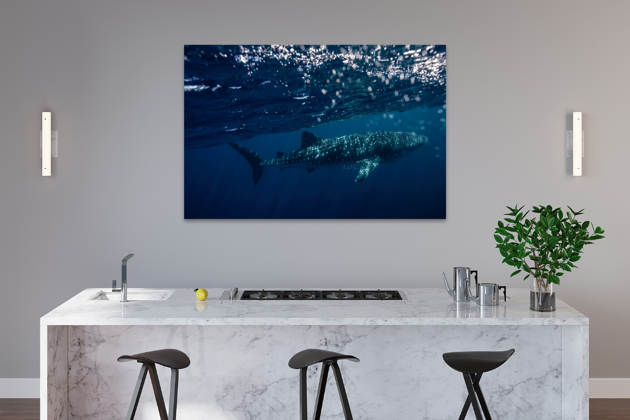 Spot - Whale Shark Print