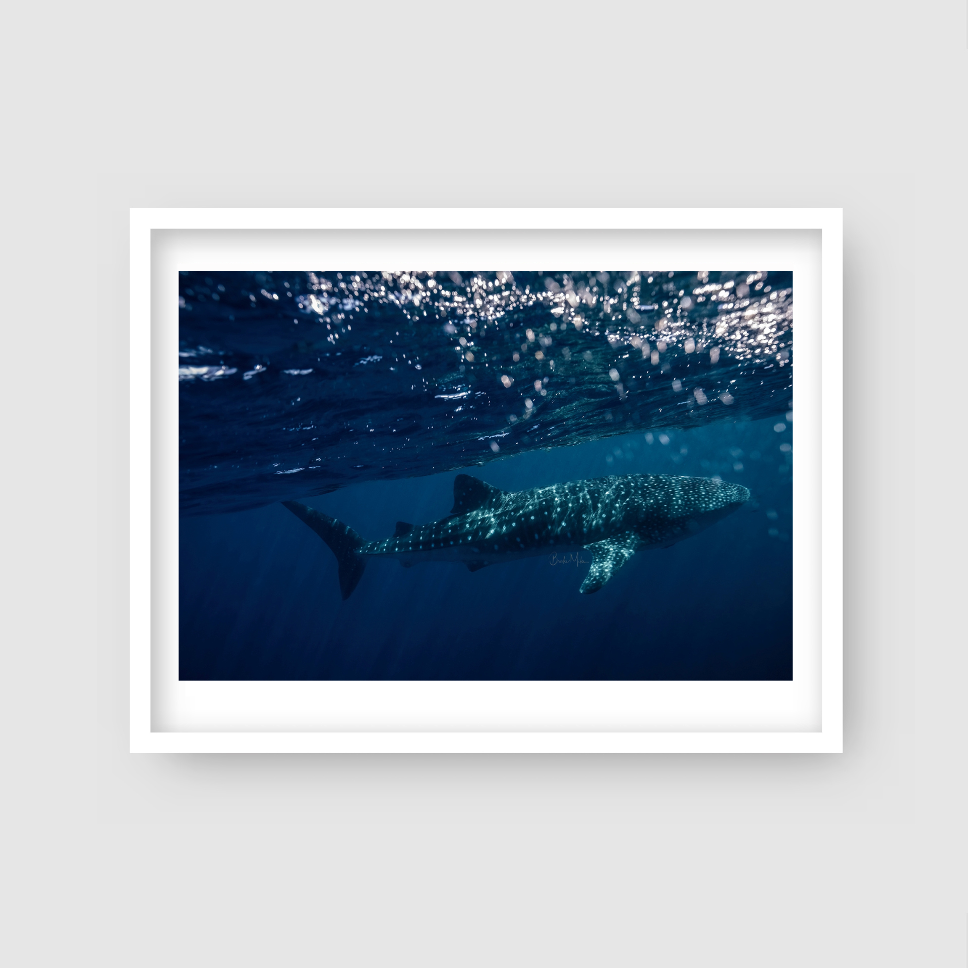 Spot - Whale Shark Print